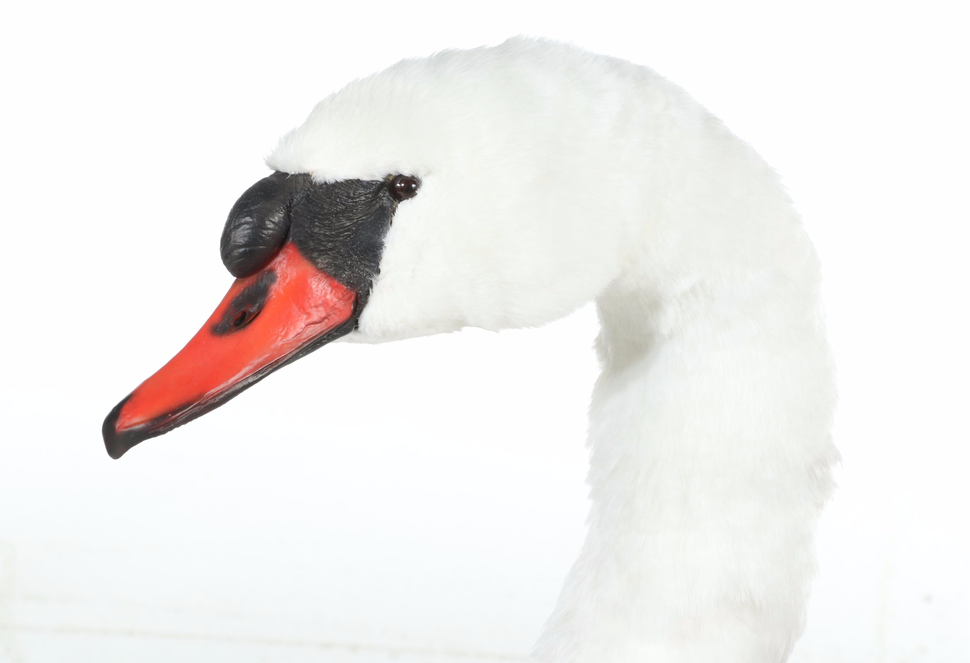 Taxidermy Mute Swan Full Body Mount in Acrylic Display