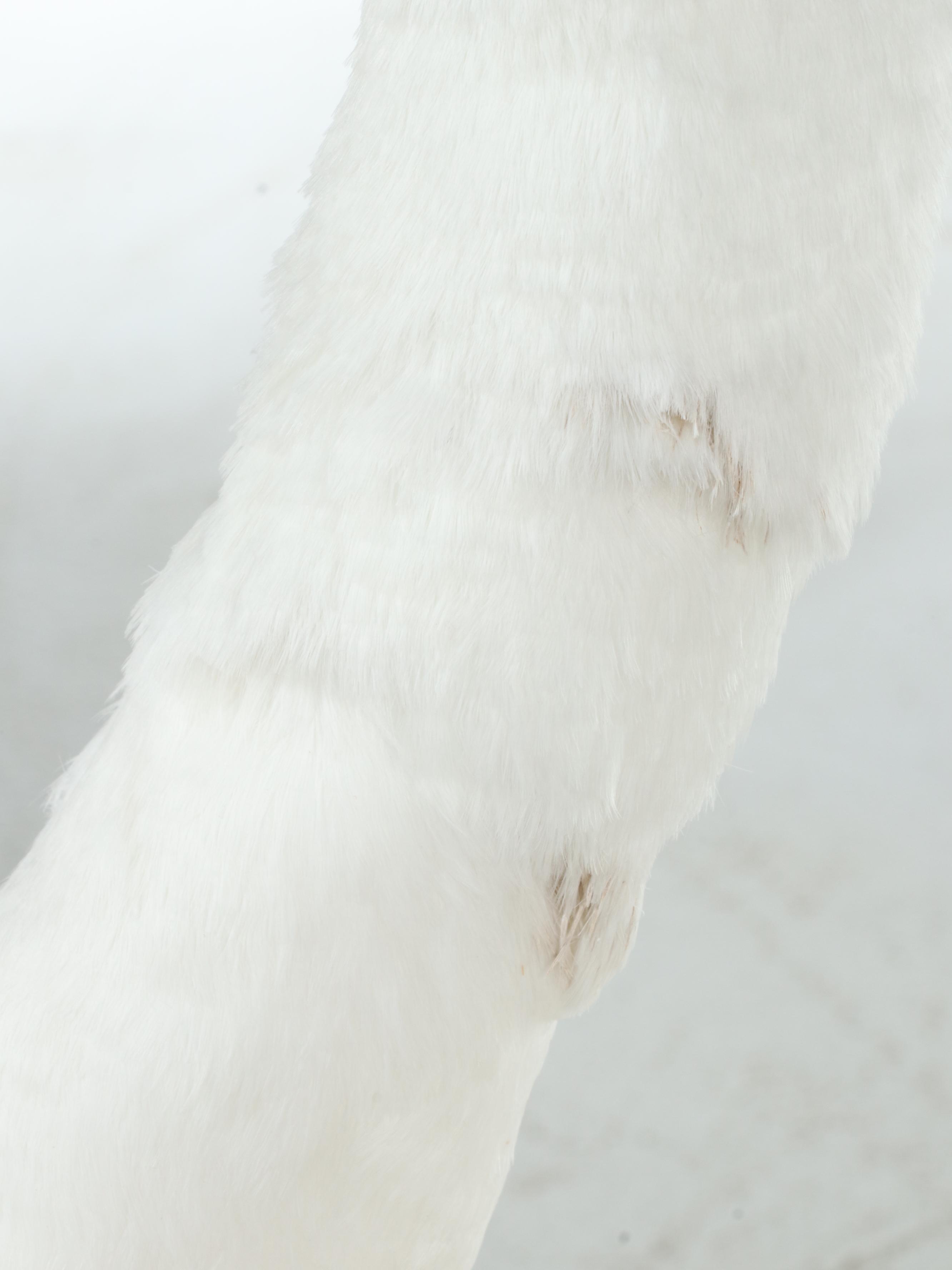 Taxidermy Mute Swan Full Body Mount in Acrylic Display