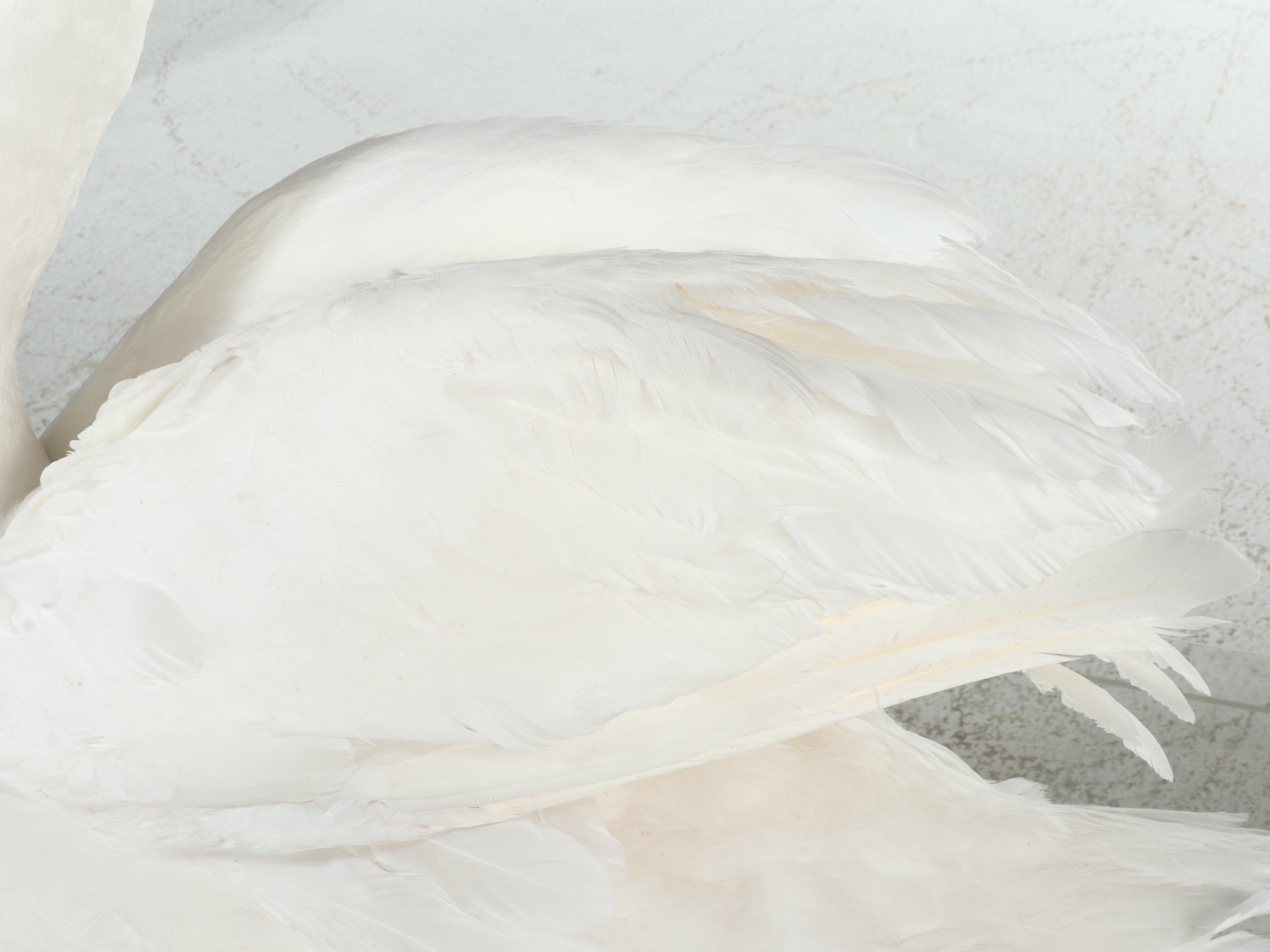 Taxidermy Mute Swan Full Body Mount in Acrylic Display