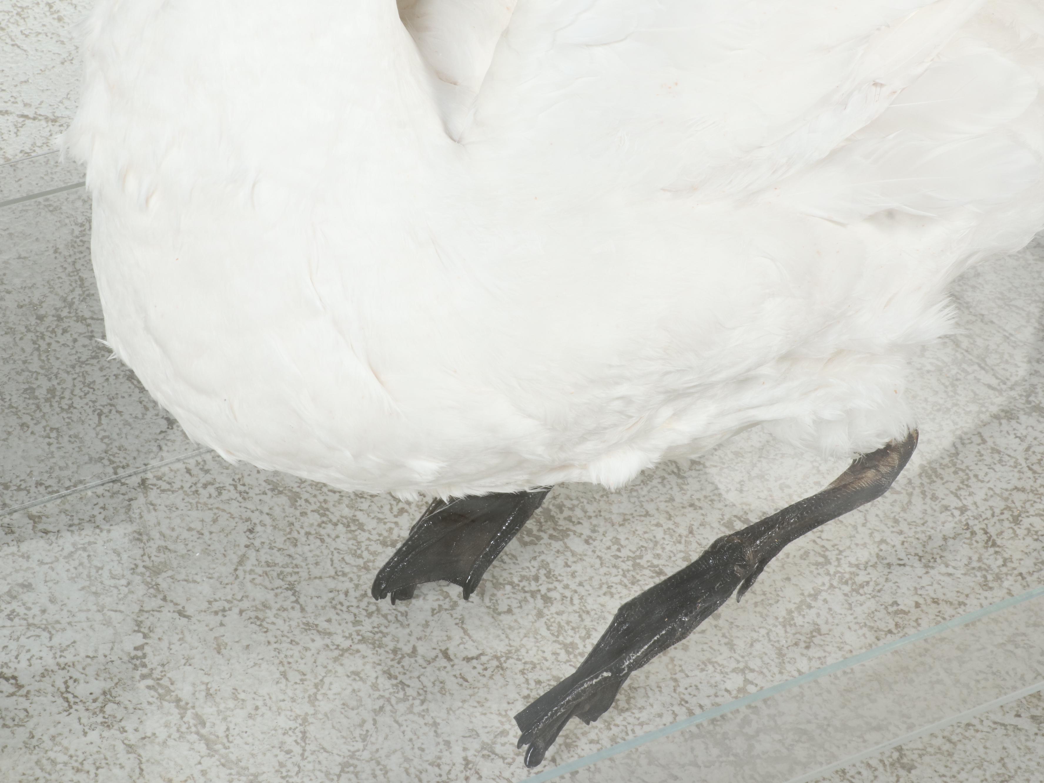 Taxidermy Mute Swan Full Body Mount in Acrylic Display