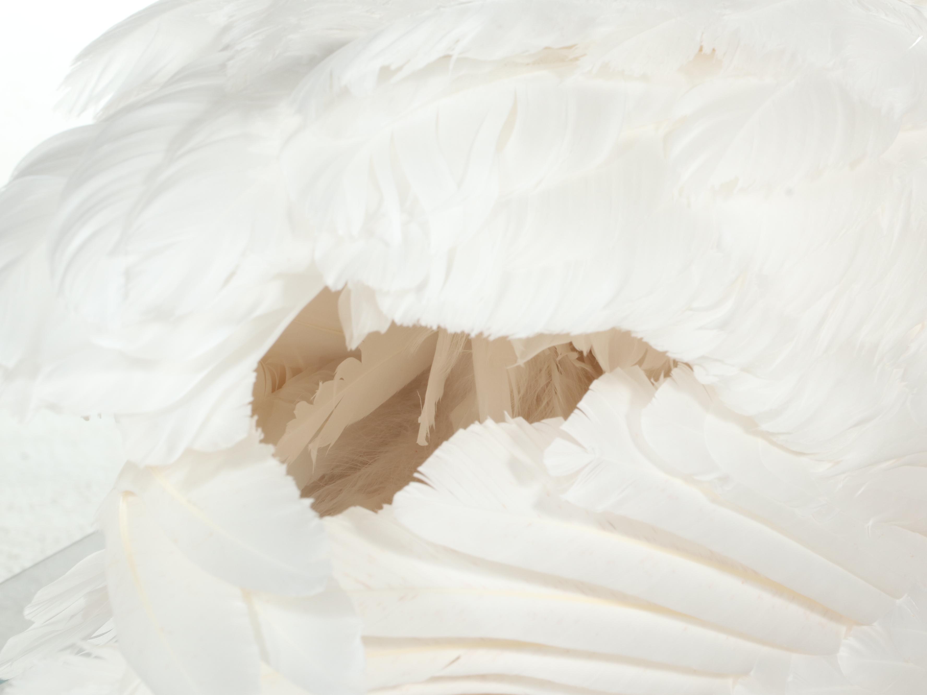 Taxidermy Mute Swan Full Body Mount in Acrylic Display