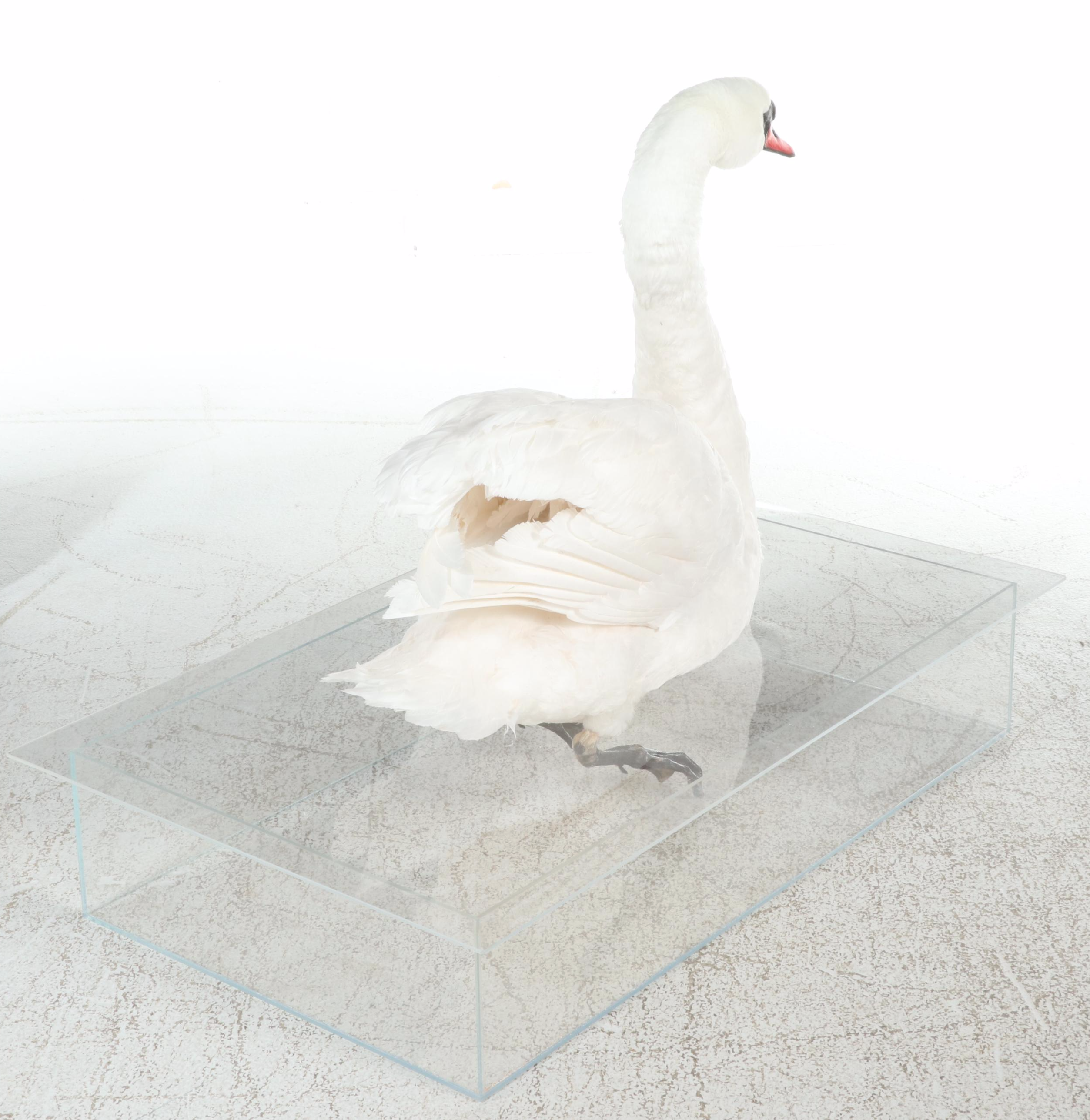 Taxidermy Mute Swan Full Body Mount in Acrylic Display