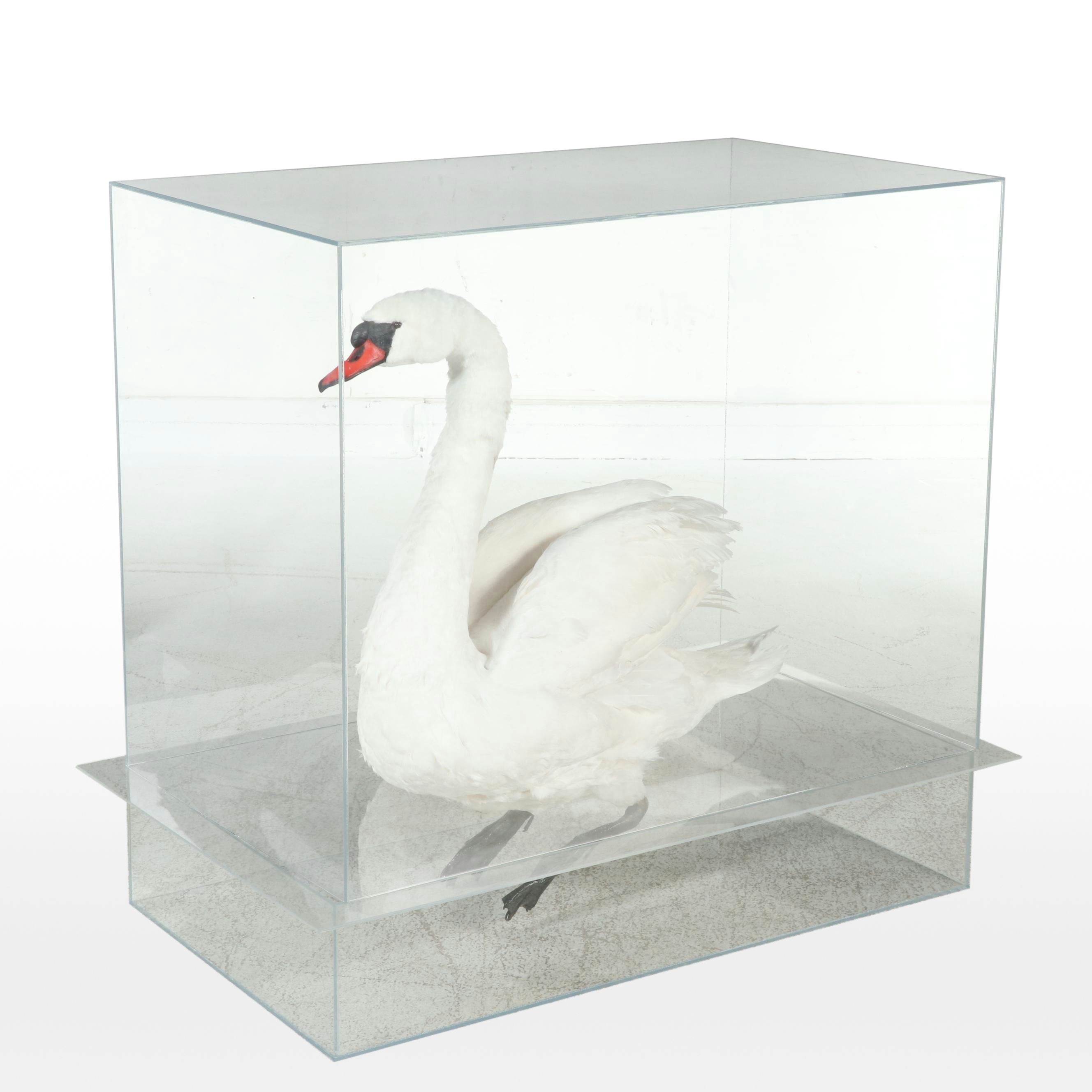 Taxidermy Mute Swan Full Body Mount in Acrylic Display