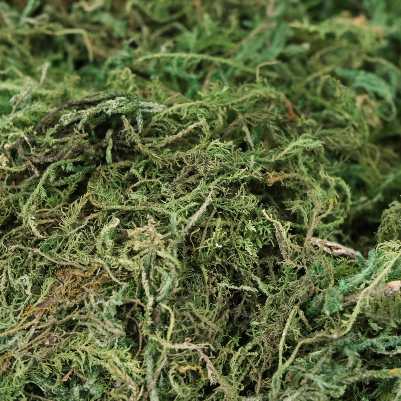 Handcrafted Stoneware Vase with Grass Plumes and Other Arrangements