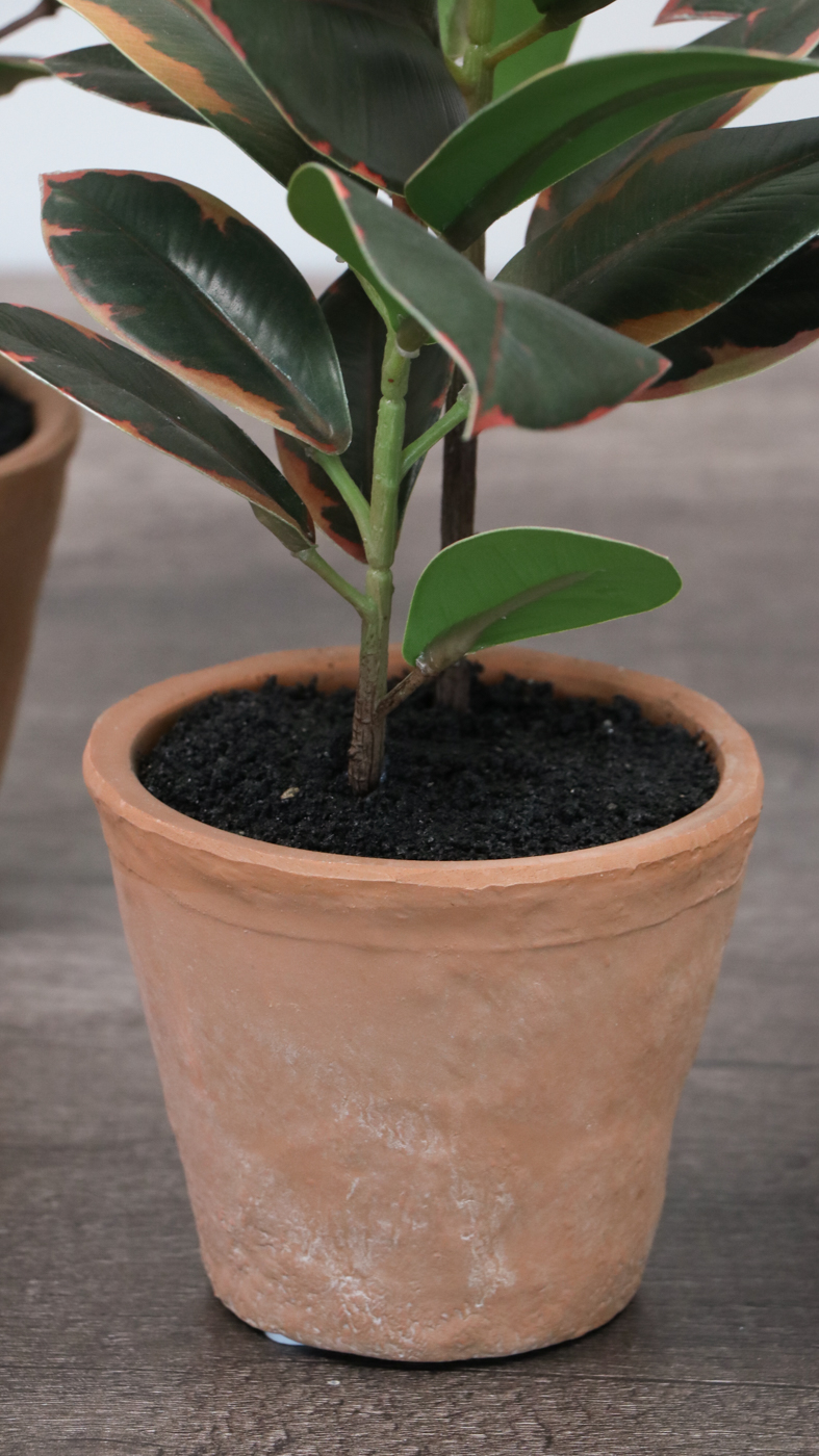 Earthenware Décor Vases and Potted Artificial Rubber Fig Plants