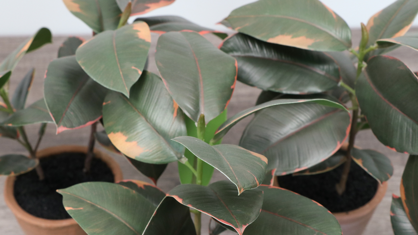 Earthenware Décor Vases and Potted Artificial Rubber Fig Plants