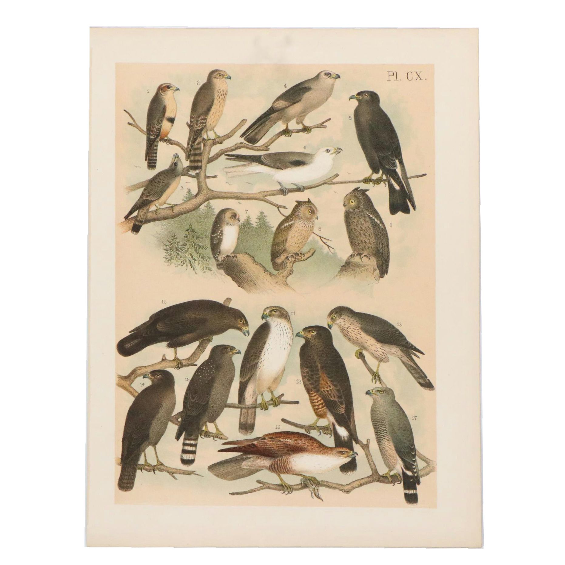 Ornithological Chromolithograph from "The Birds of North America," Circa 1888