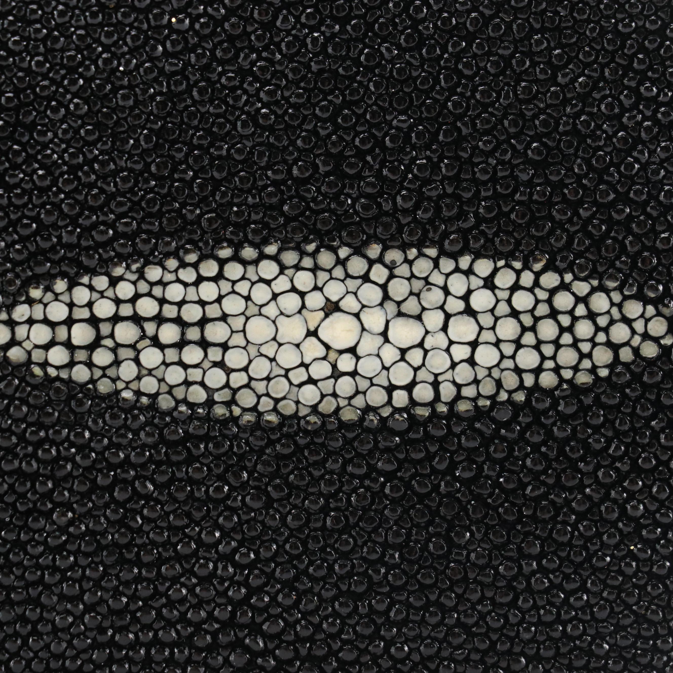 Croton Classic Diamond Stingray Skin Bifold Card Wallet in Box