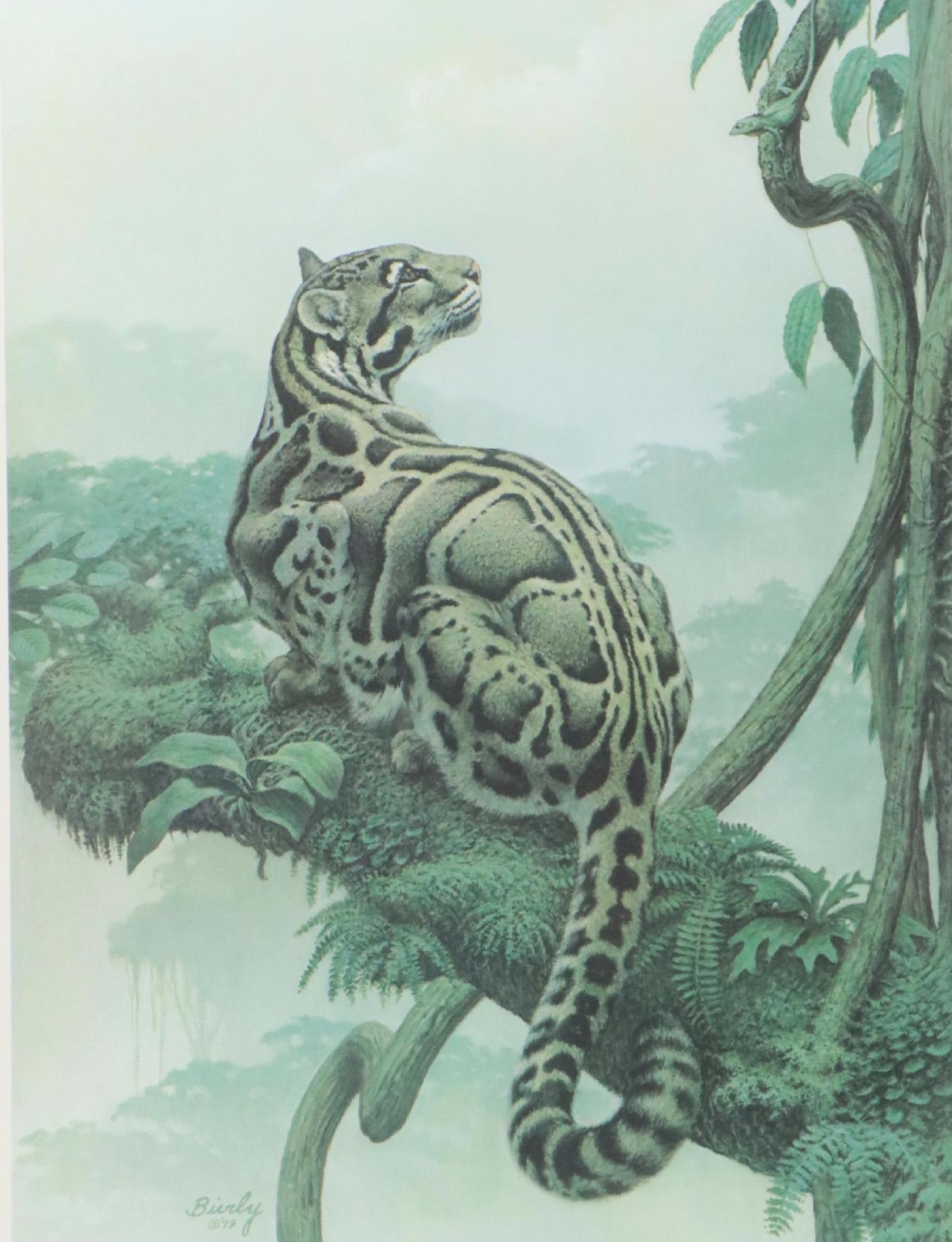 Edward J. Bierly Offset Lithograph of Clouded Leopard, Circa 1979