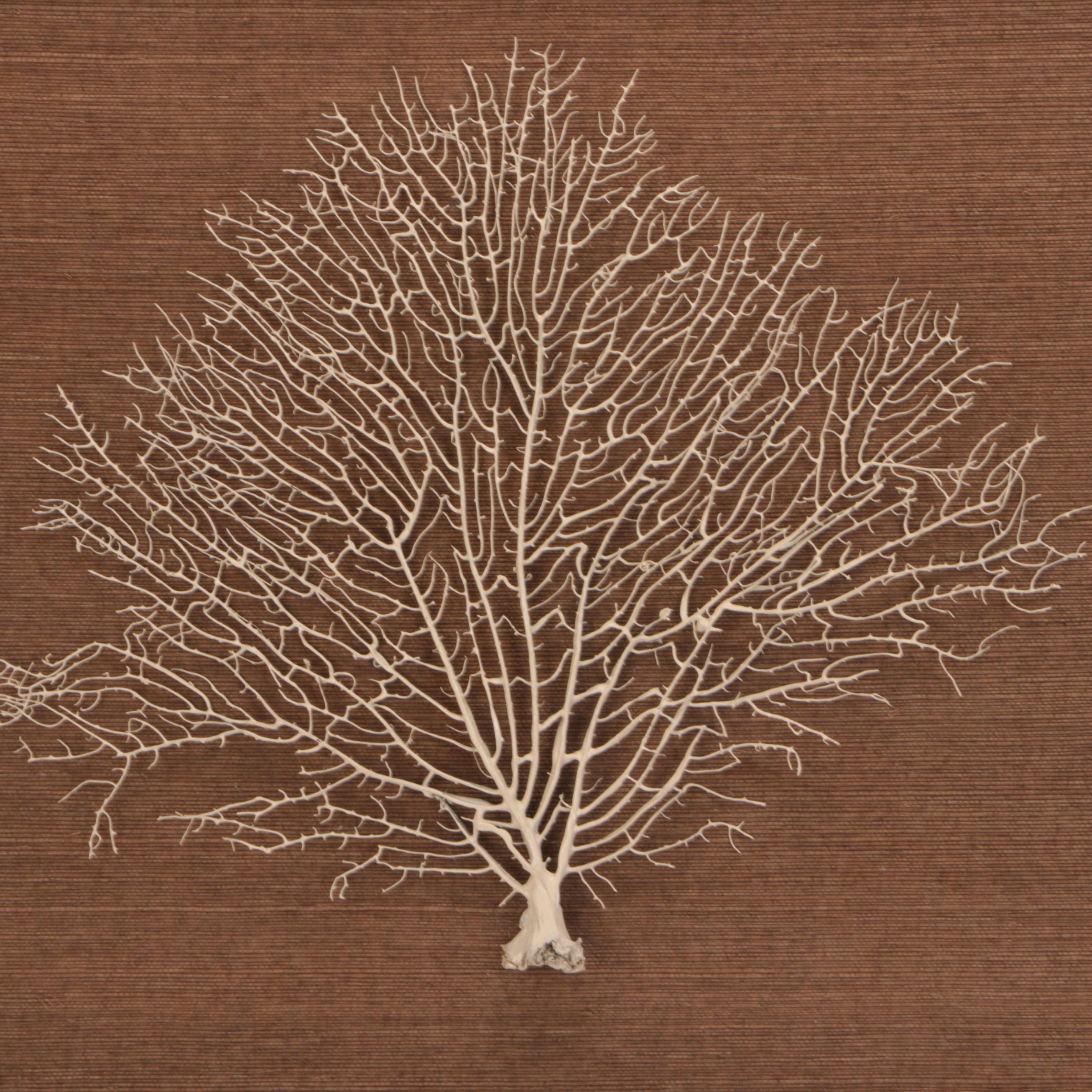 Framed Fossil Fan Coral