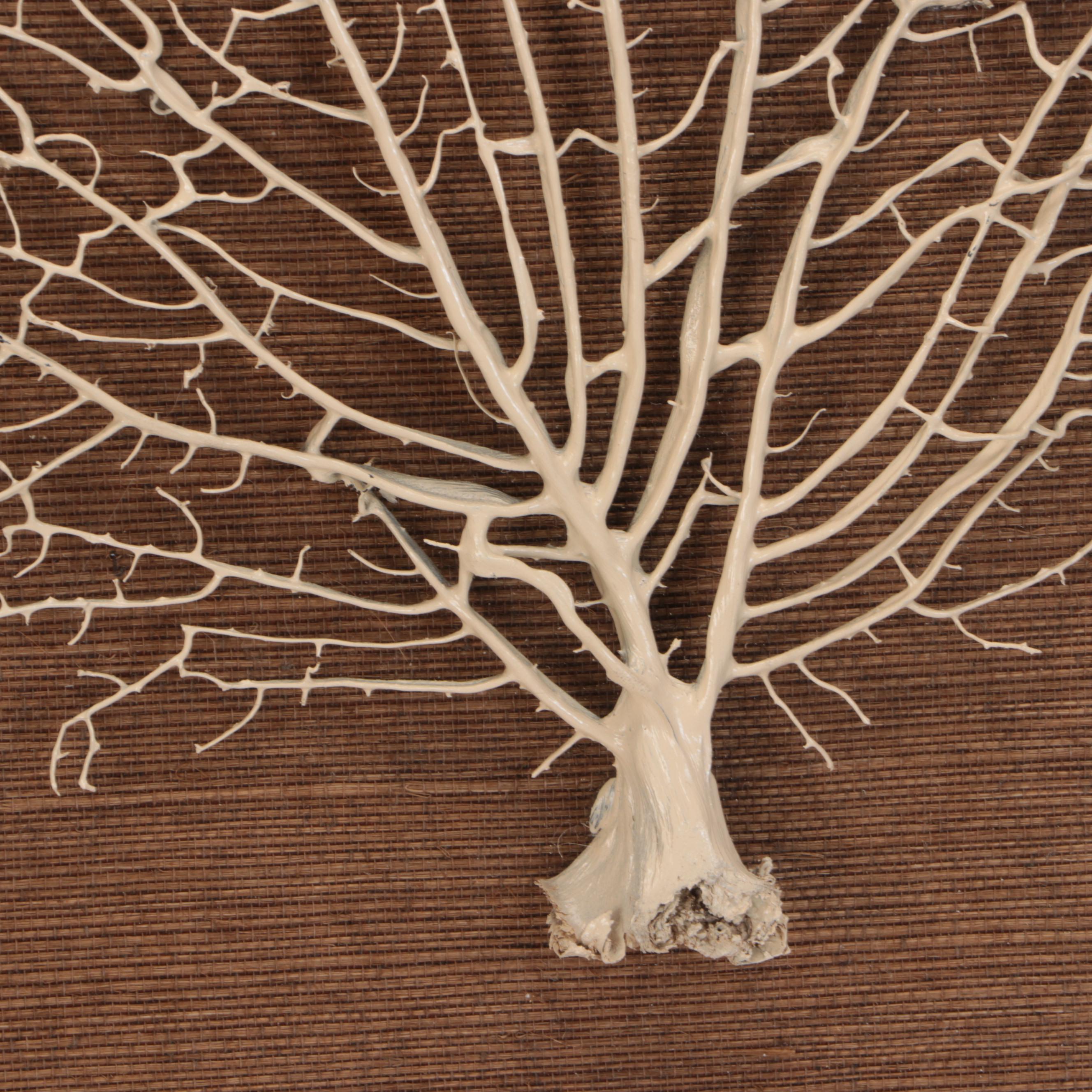 Framed Fossil Fan Coral