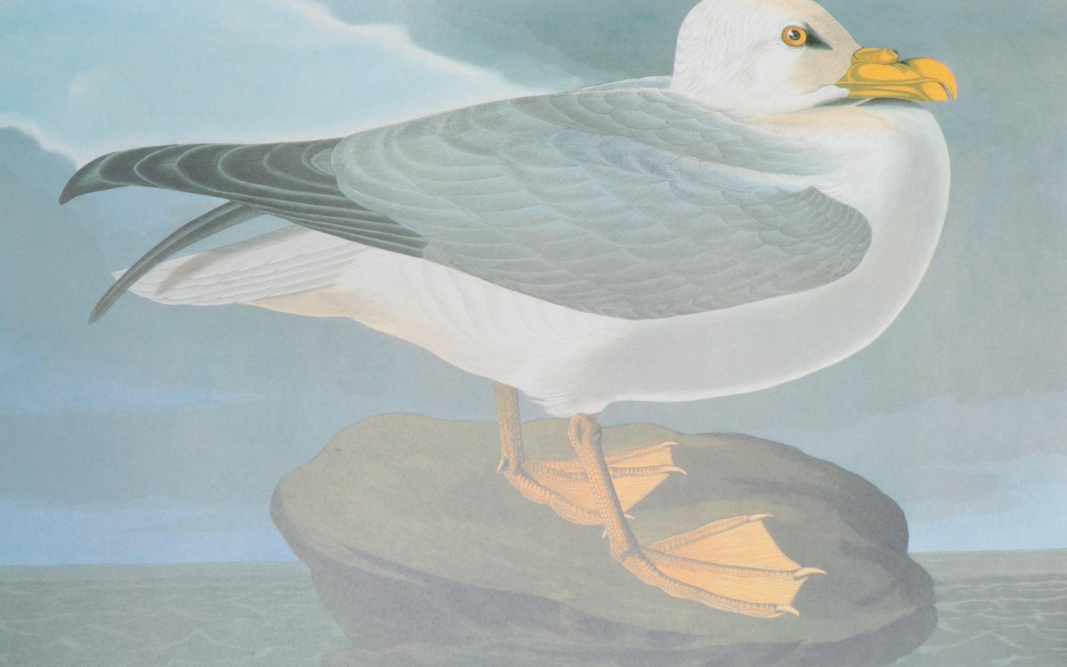 Baby Elephant Folio "Audubon's Birds of America" by the Petersons, 1985