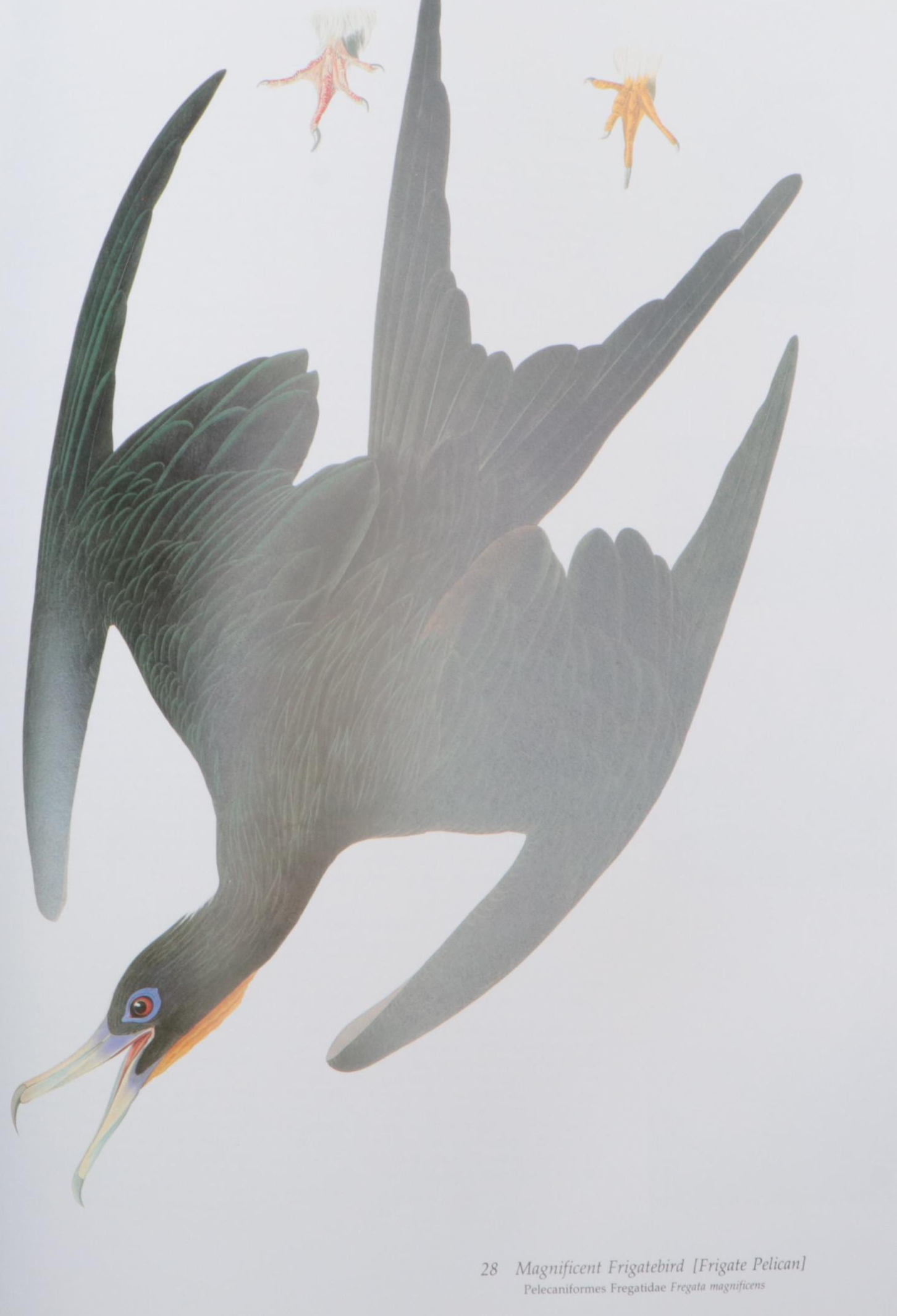 Baby Elephant Folio "Audubon's Birds of America" by the Petersons, 1985