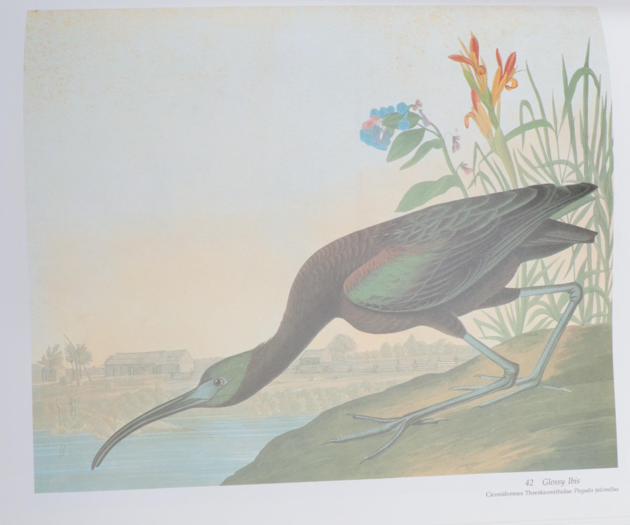 Baby Elephant Folio "Audubon's Birds of America" by the Petersons, 1985