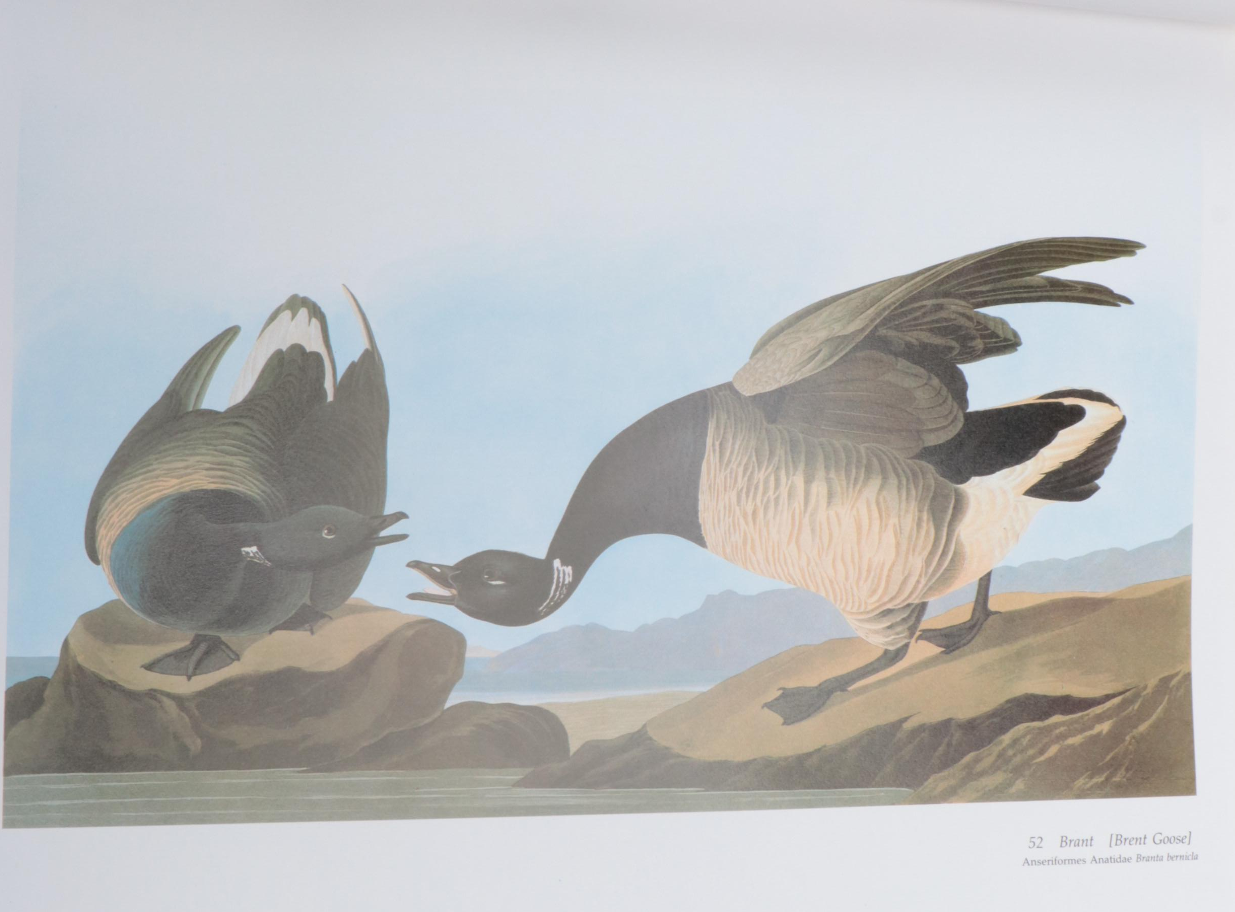 Baby Elephant Folio "Audubon's Birds of America" by the Petersons, 1985