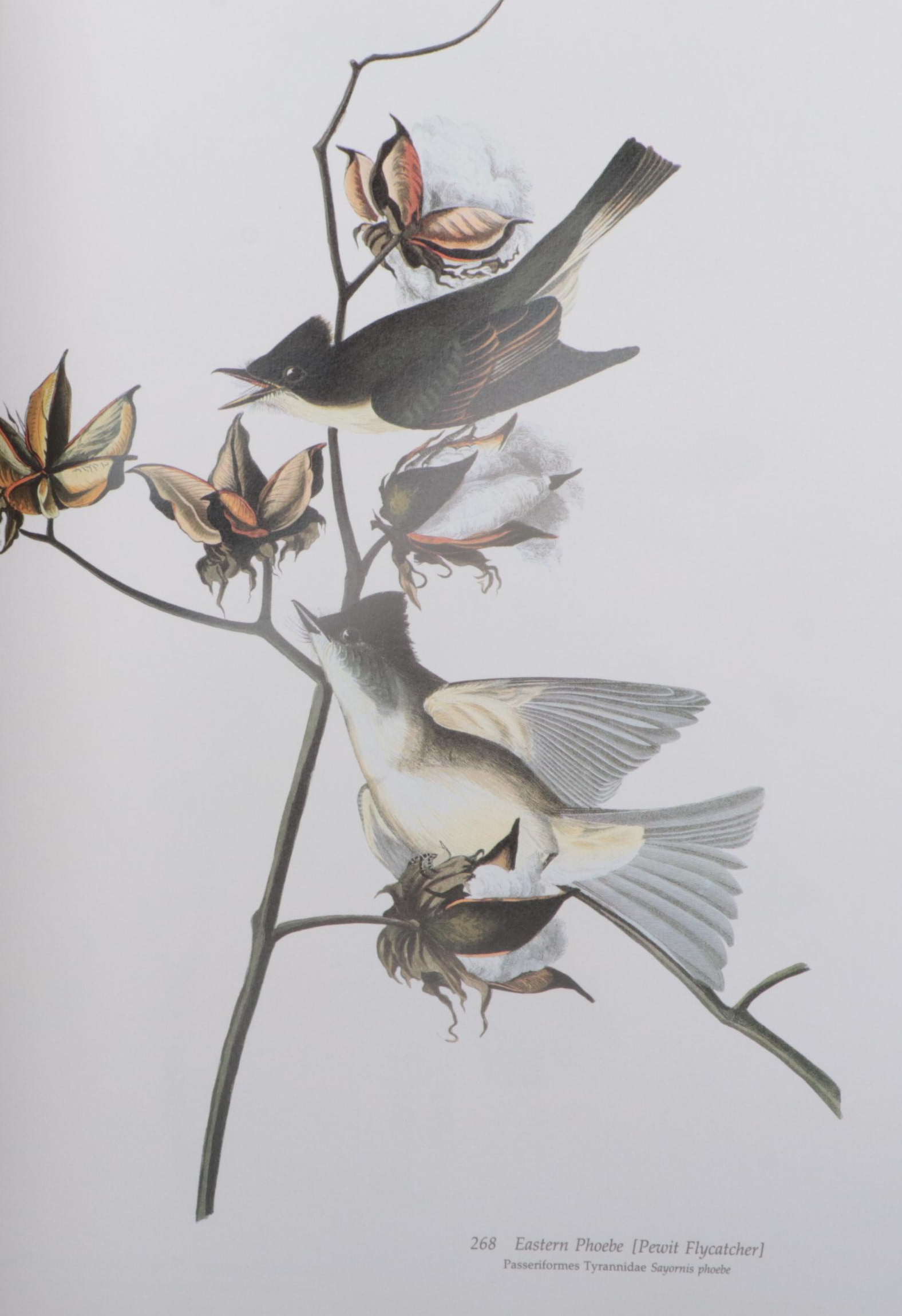 Baby Elephant Folio "Audubon's Birds of America" by the Petersons, 1985