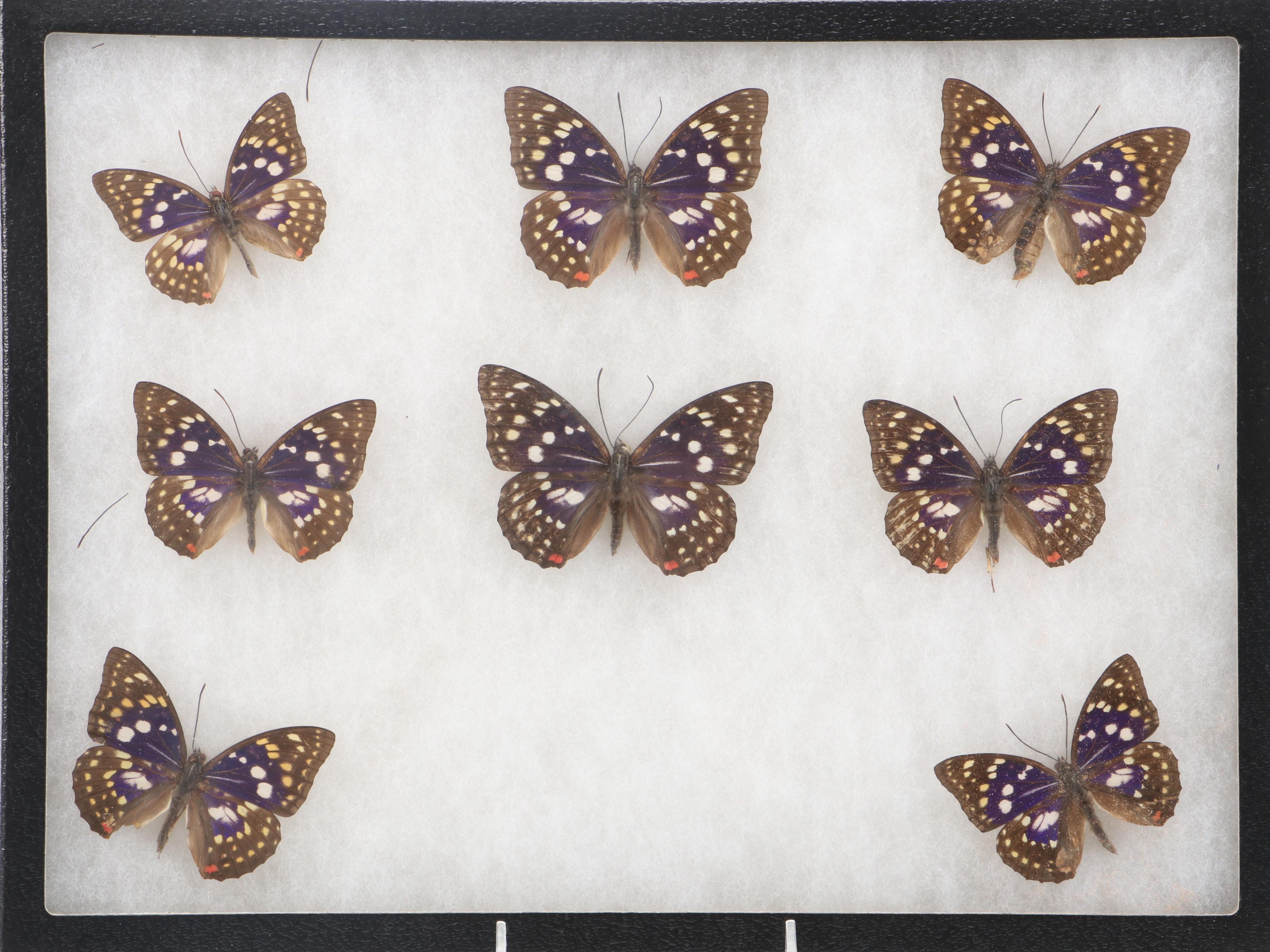 Taxidermy Purple Emperor Butterfly Specimens in Riker Tray