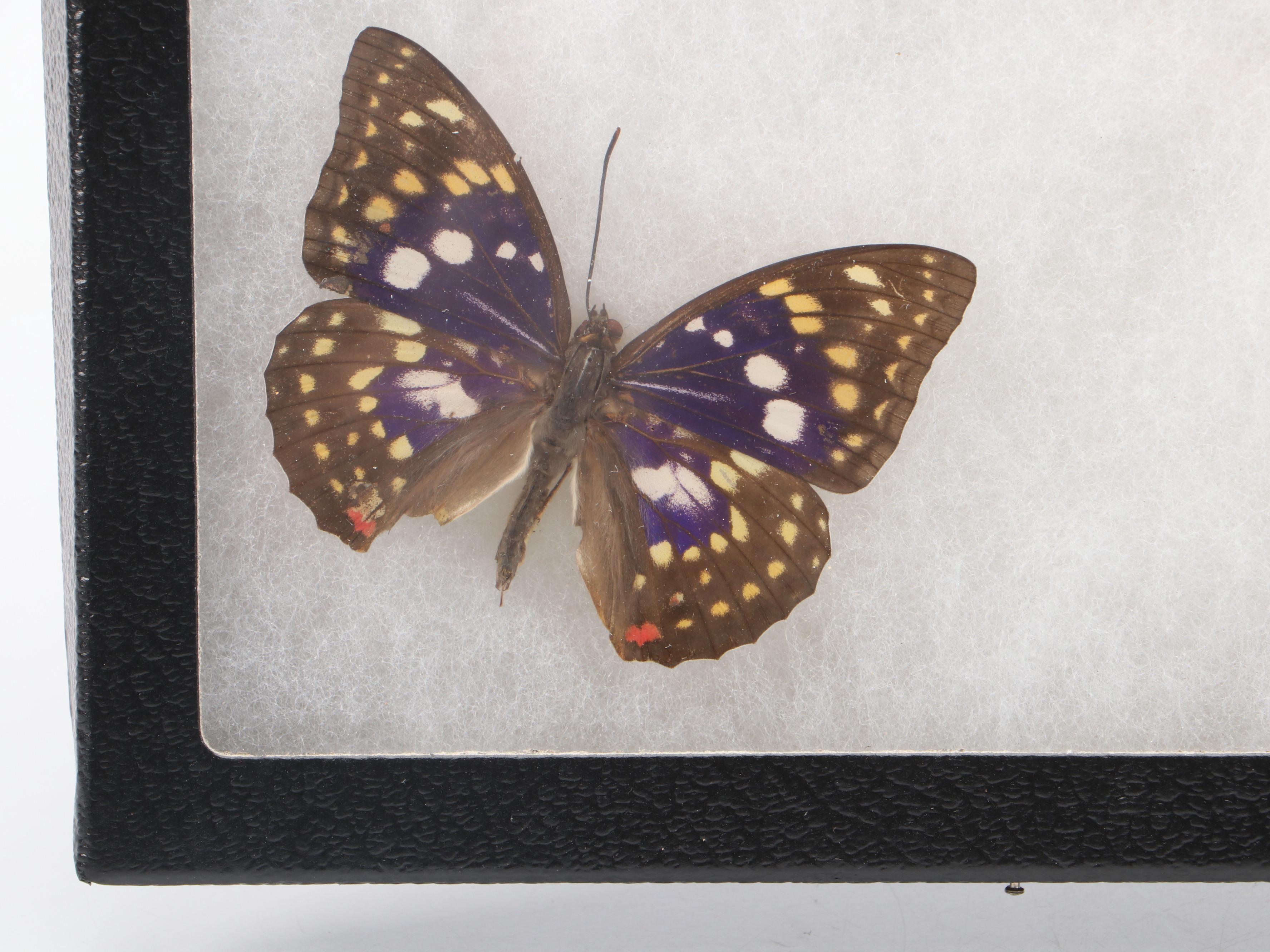 Taxidermy Purple Emperor Butterfly Specimens in Riker Tray
