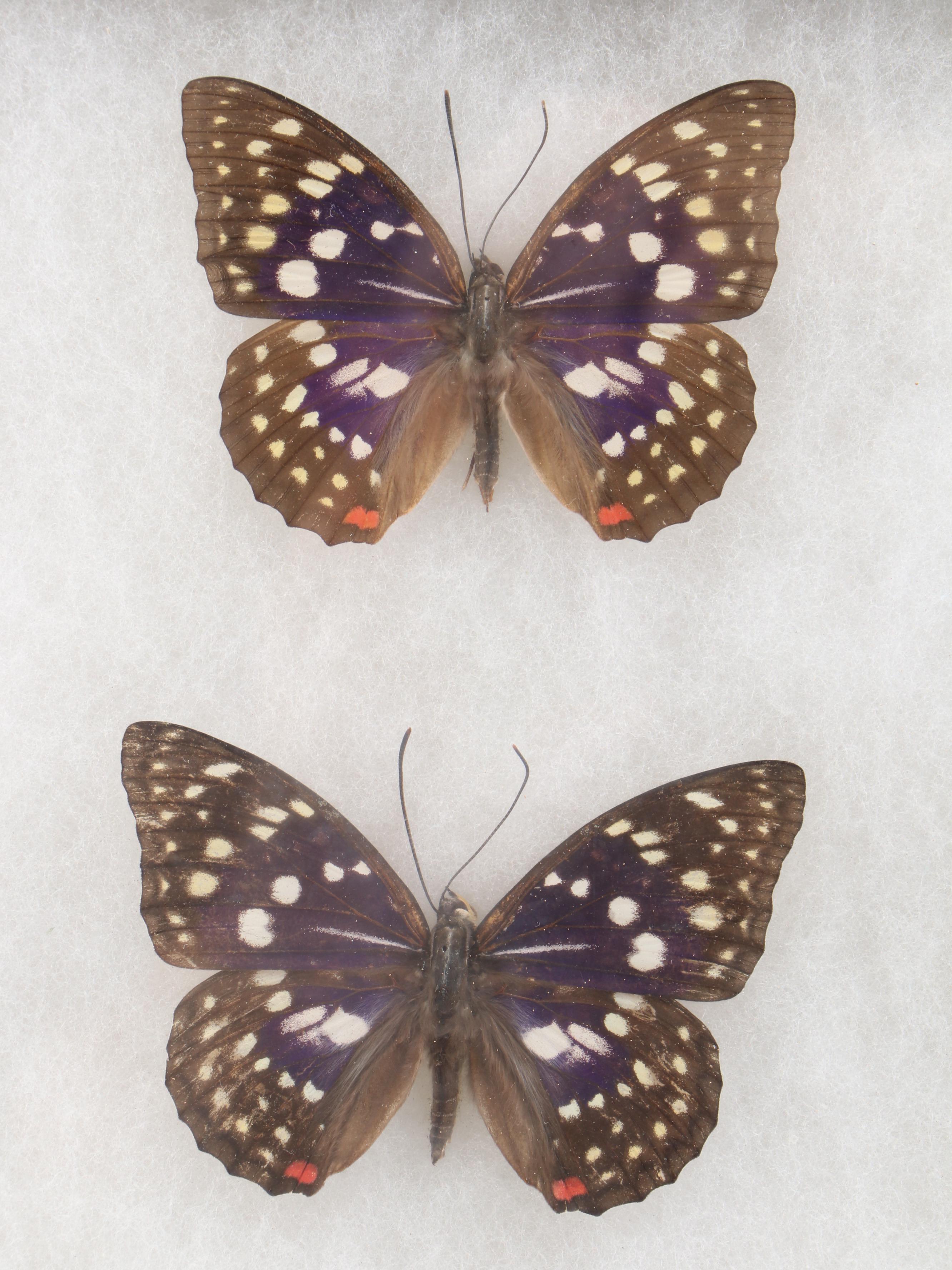 Taxidermy Purple Emperor Butterfly Specimens in Riker Tray