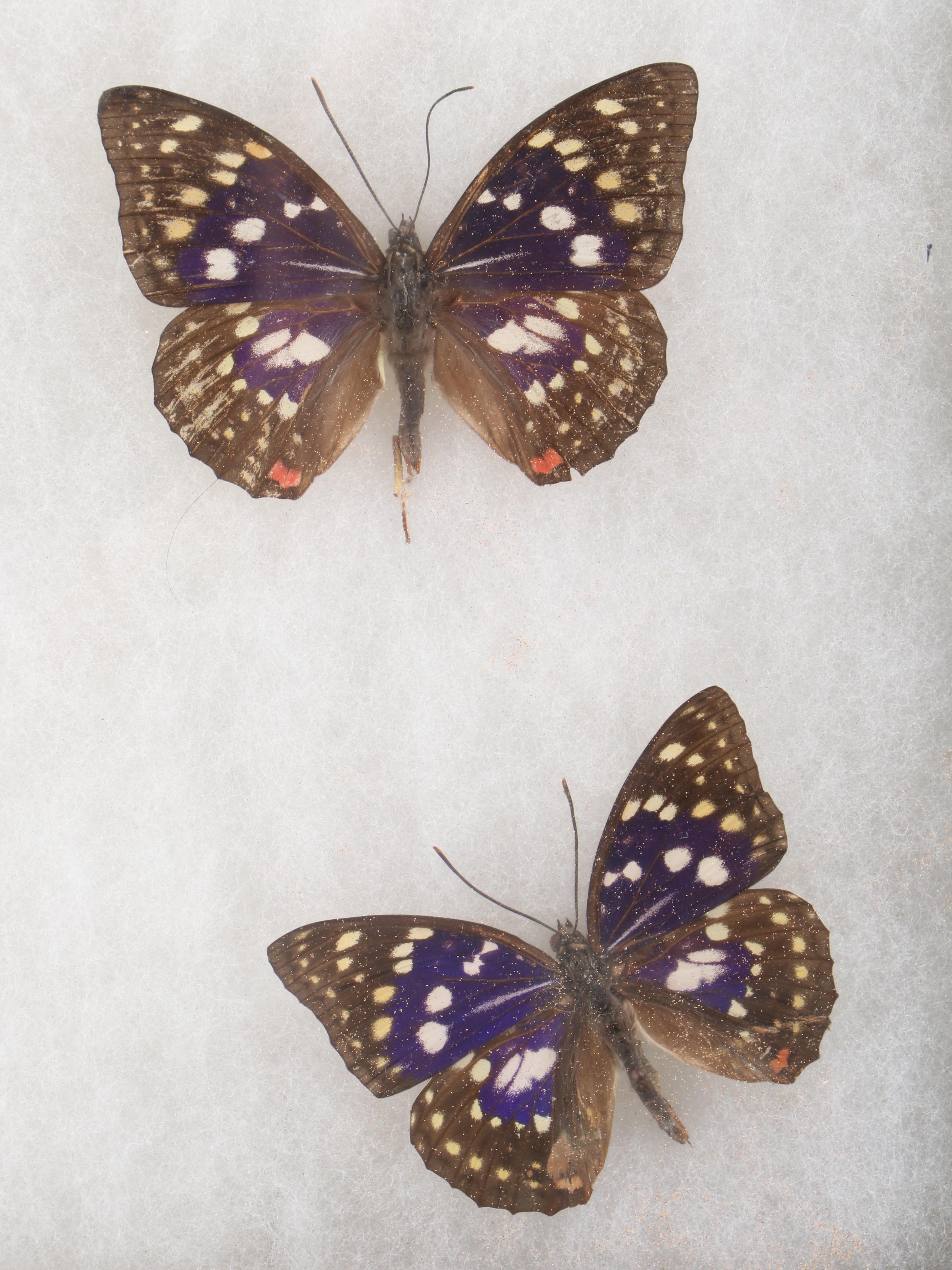 Taxidermy Purple Emperor Butterfly Specimens in Riker Tray