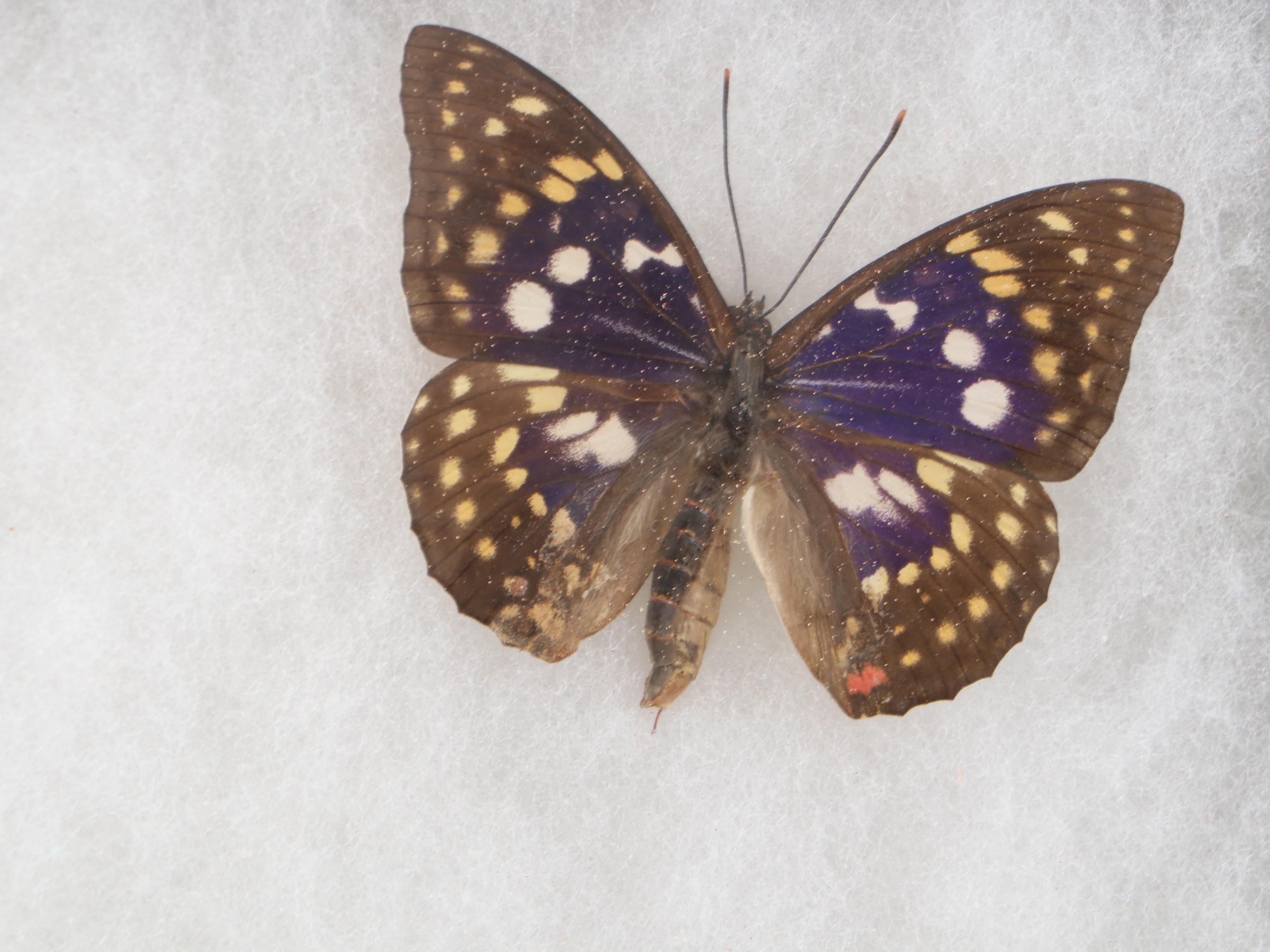 Taxidermy Purple Emperor Butterfly Specimens in Riker Tray