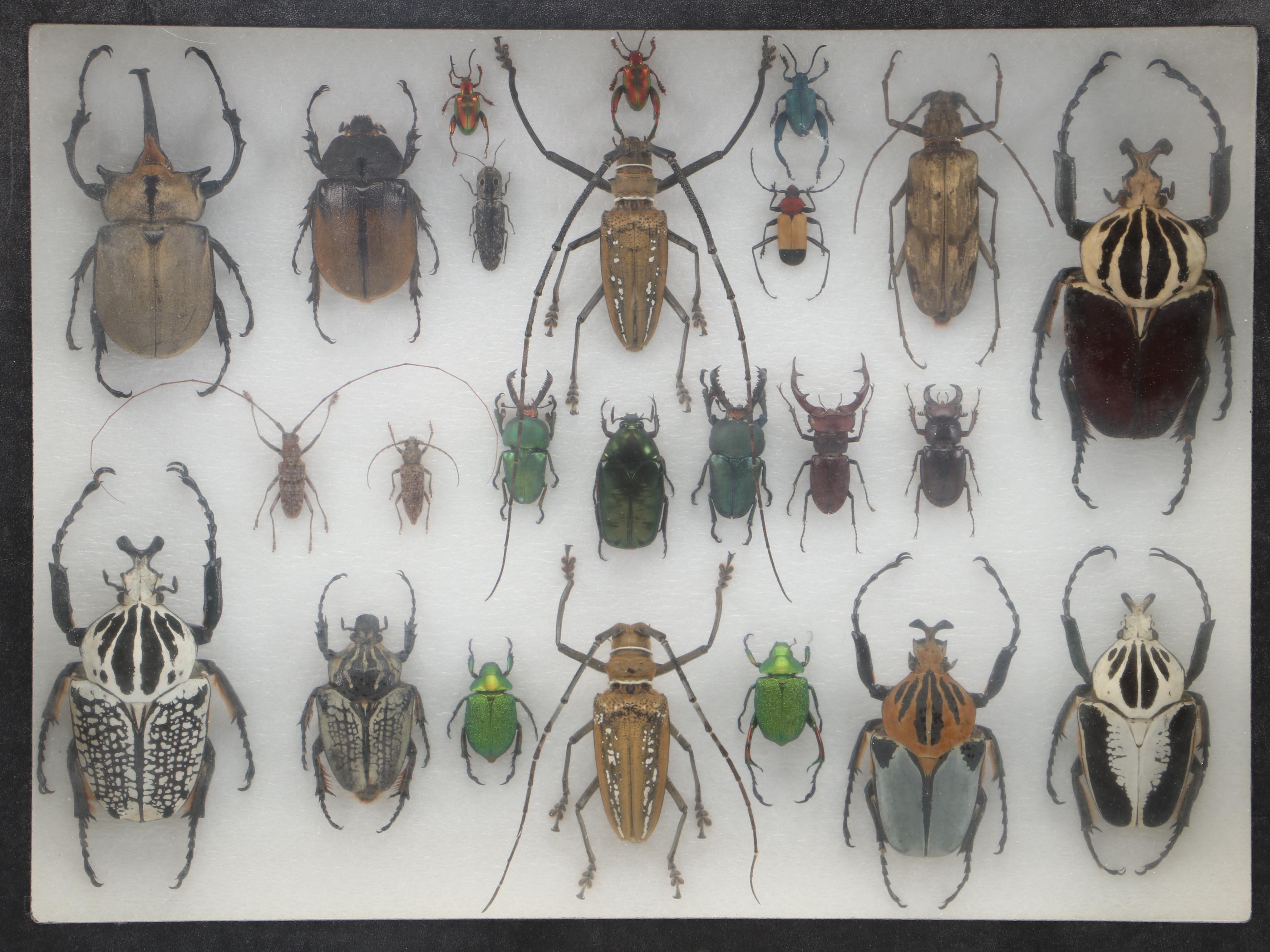 Taxidermy Goliath Beetles, Elephant Beetle, Wallace Longhorn and Others