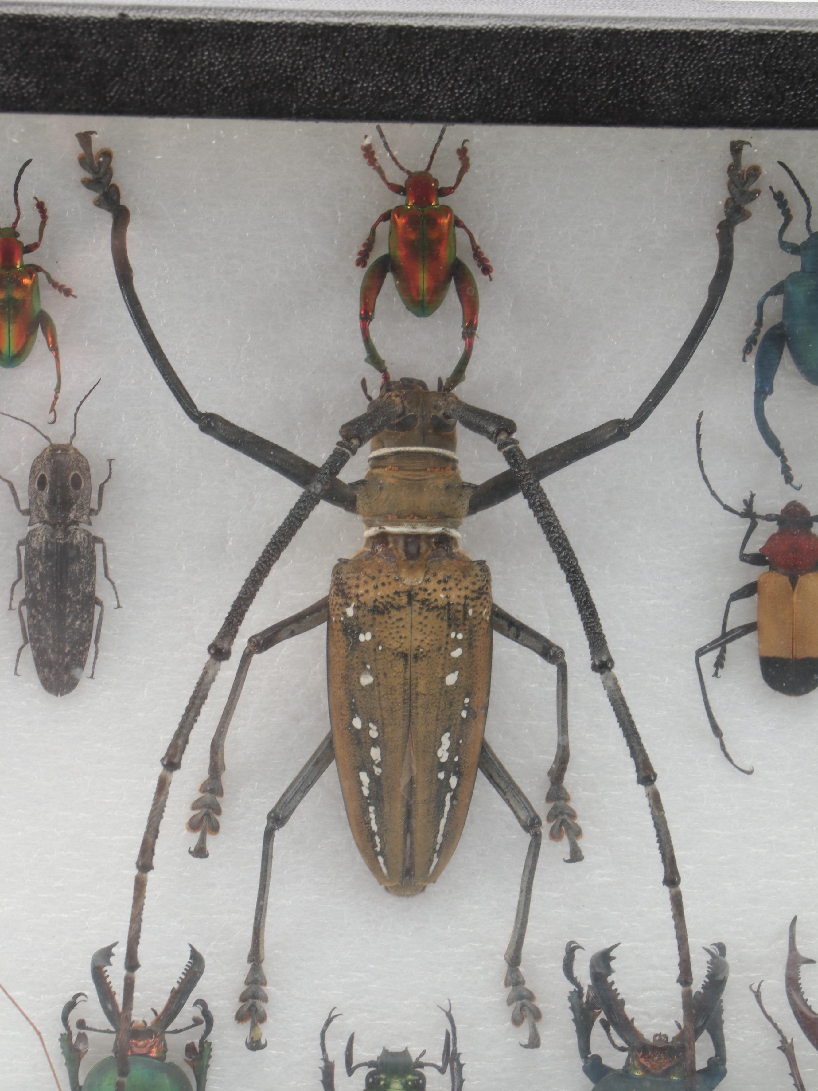 Taxidermy Goliath Beetles, Elephant Beetle, Wallace Longhorn and Others