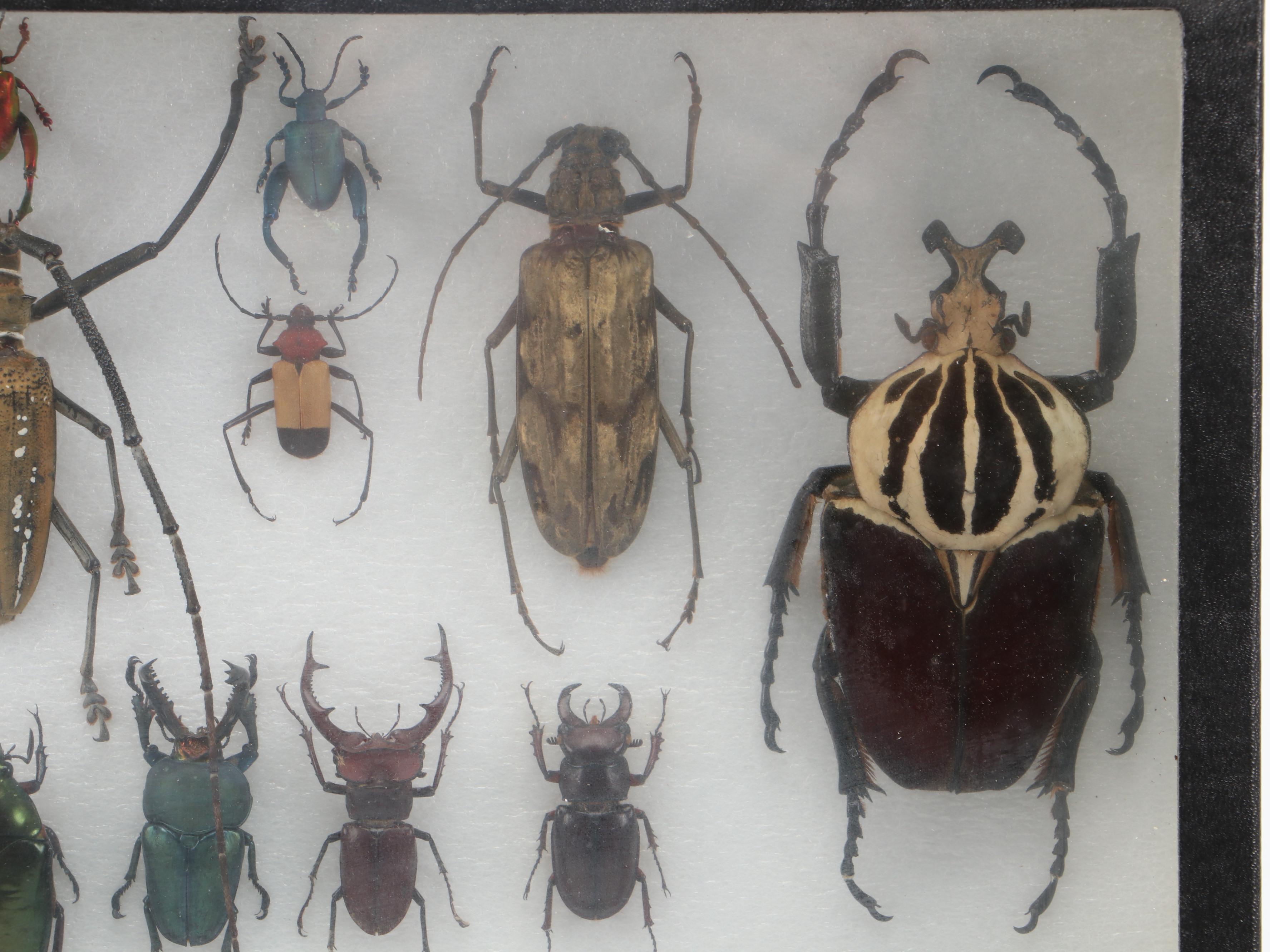 Taxidermy Goliath Beetles, Elephant Beetle, Wallace Longhorn and Others