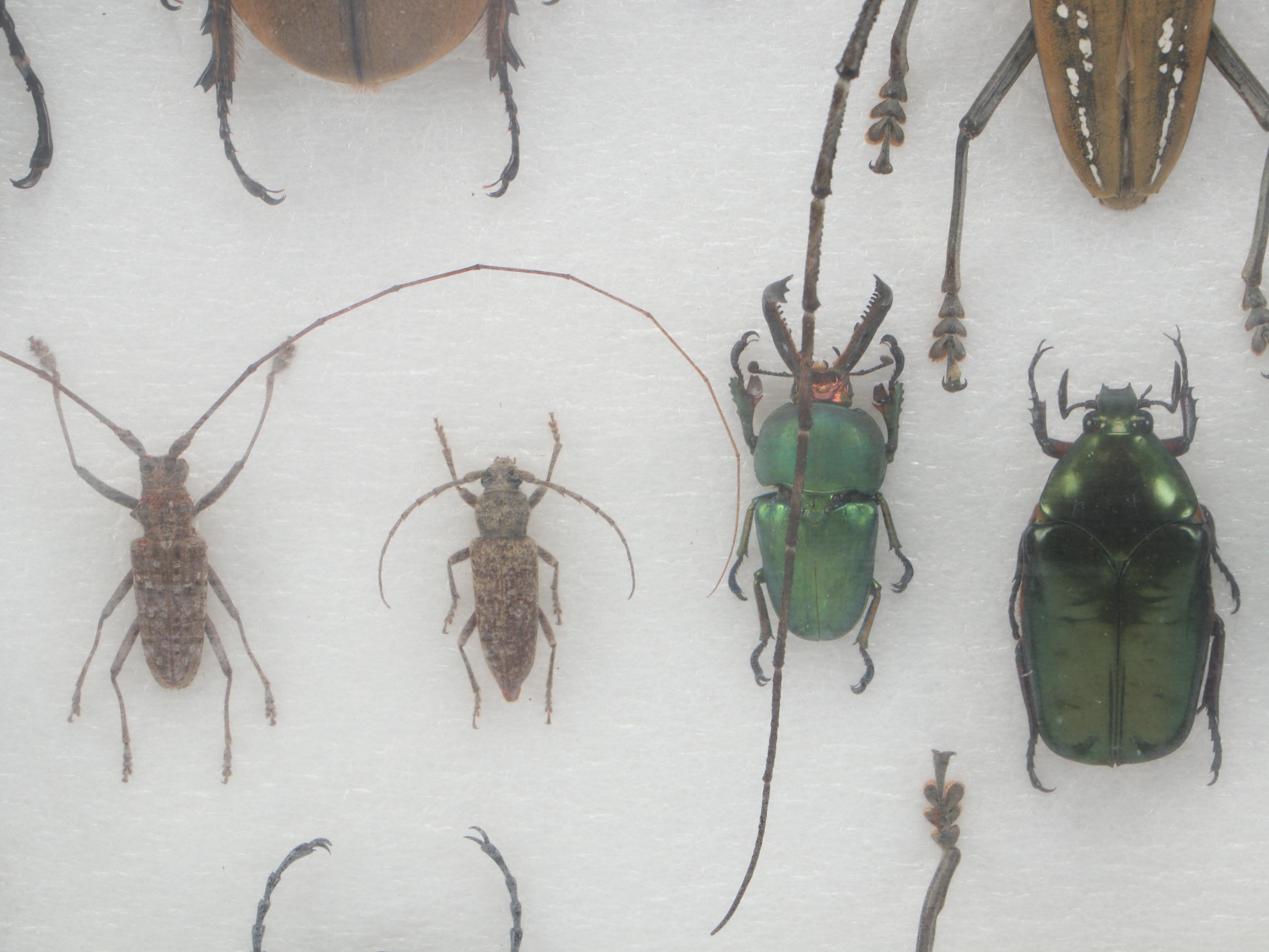 Taxidermy Goliath Beetles, Elephant Beetle, Wallace Longhorn and Others
