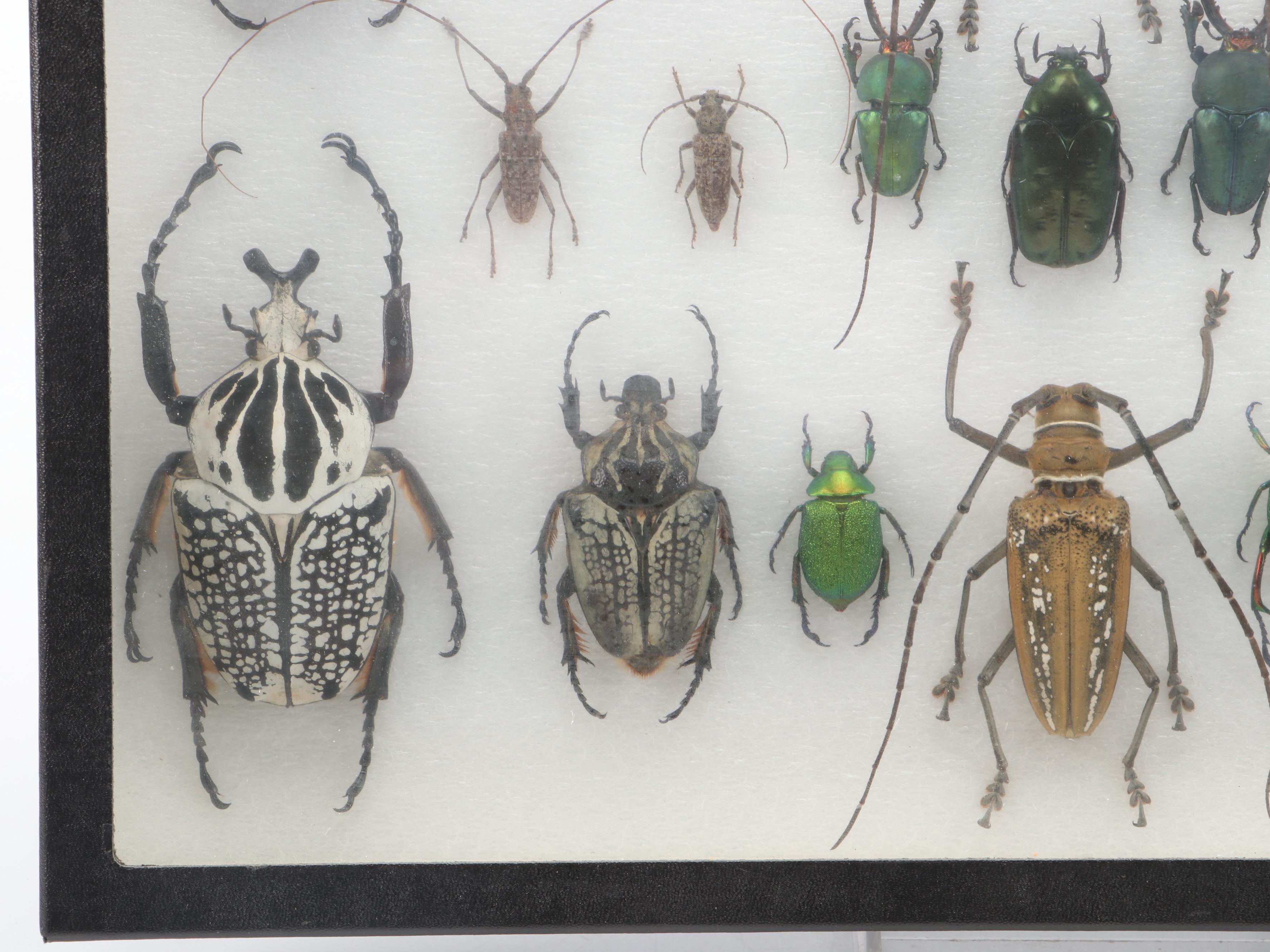 Taxidermy Goliath Beetles, Elephant Beetle, Wallace Longhorn and Others