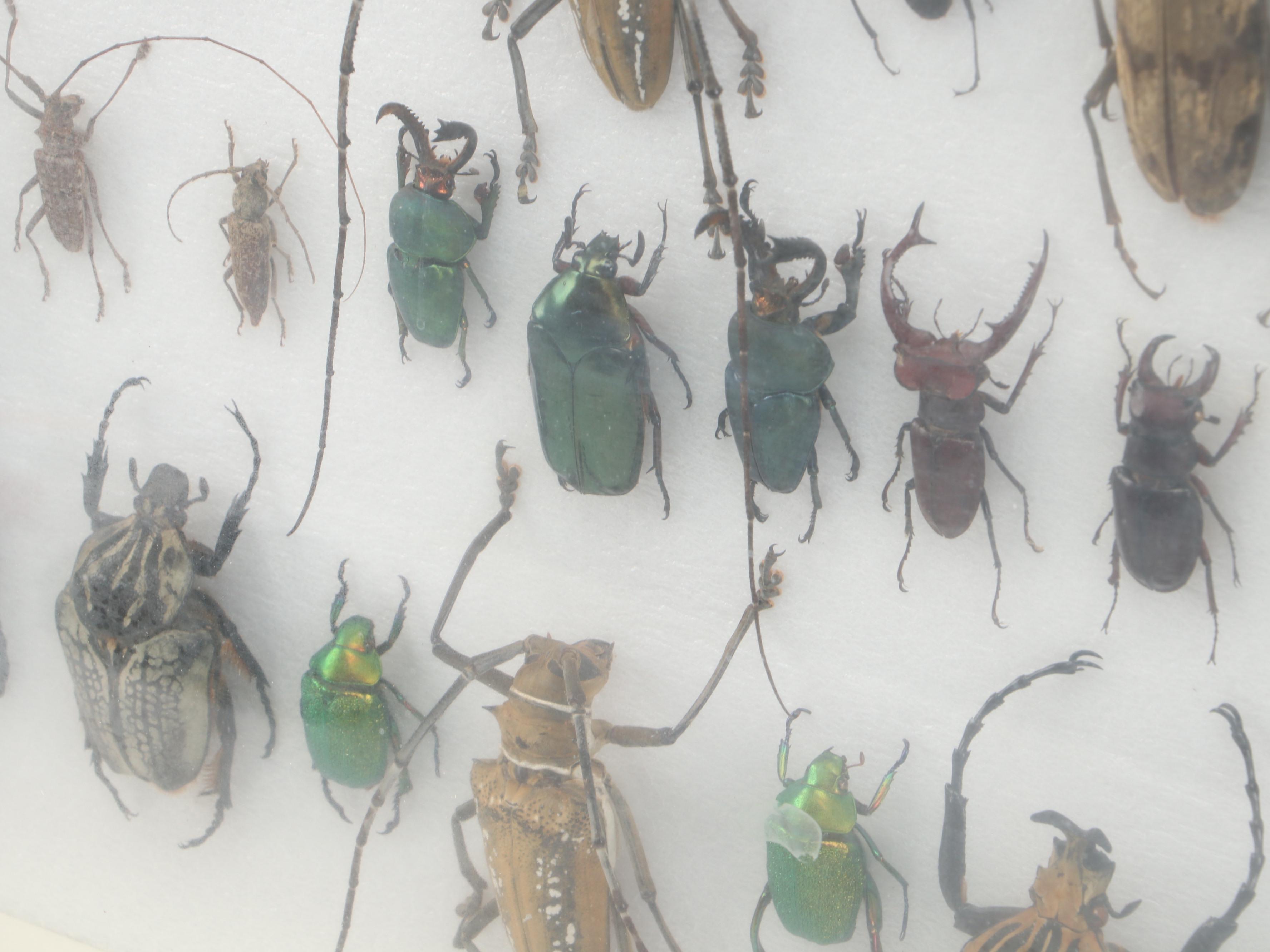 Taxidermy Goliath Beetles, Elephant Beetle, Wallace Longhorn and Others
