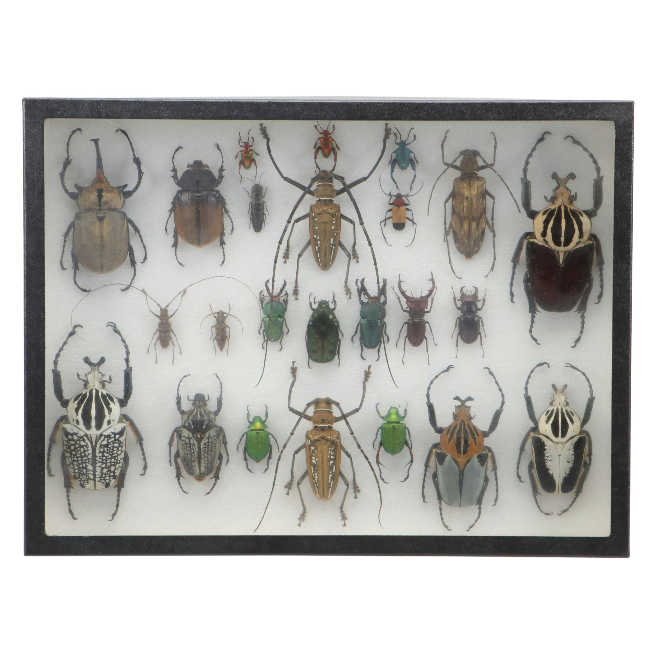 Taxidermy Goliath Beetles, Elephant Beetle, Wallace Longhorn and Others