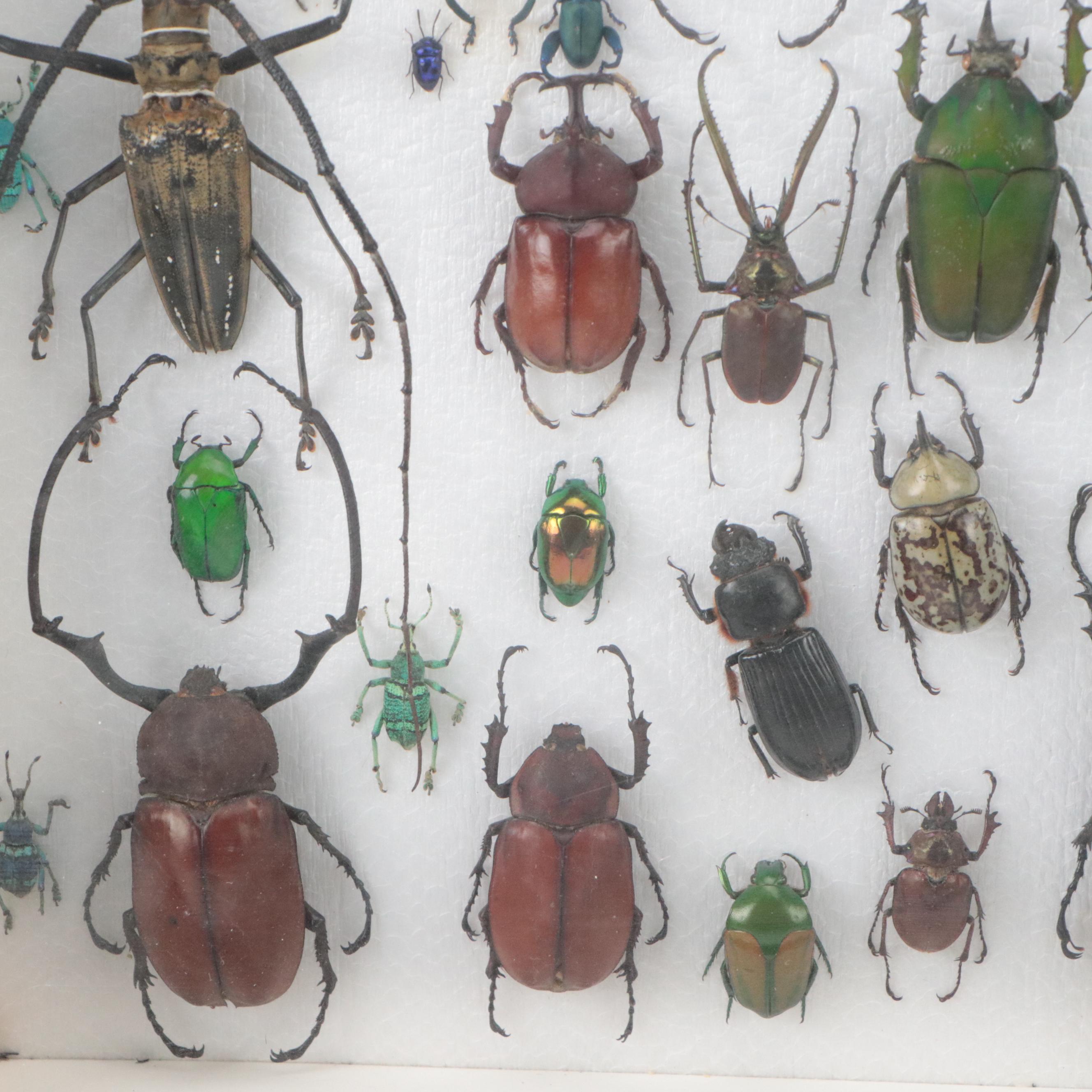 Taxidermy Hercules, Rhinoceros, Unicorn, Other Scarab, Frog-Leg, Jewel Beetles