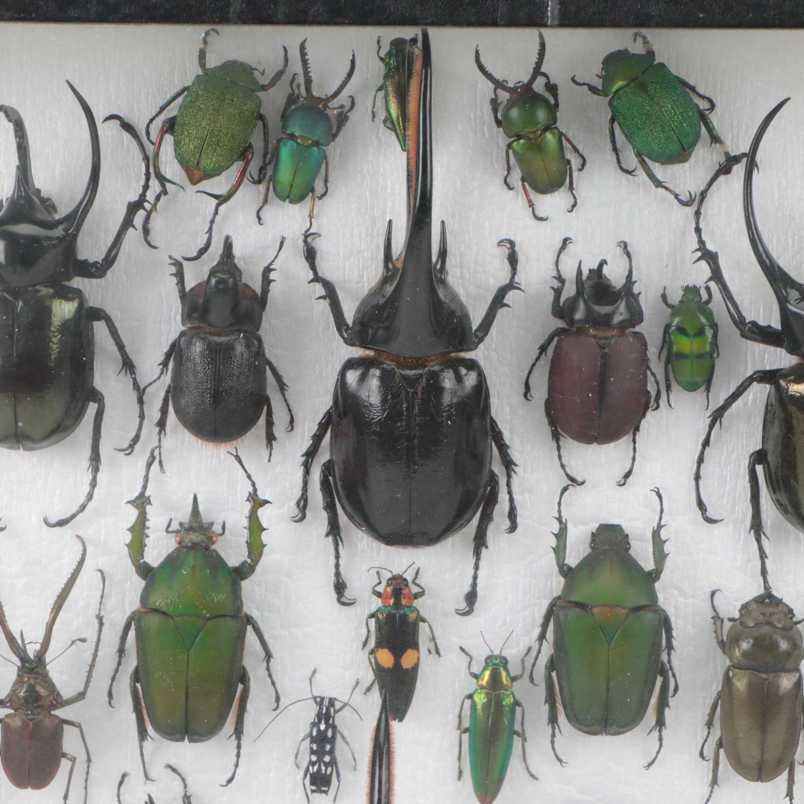 Taxidermy Hercules, Rhinoceros, Unicorn, Other Scarab, Frog-Leg, Jewel Beetles