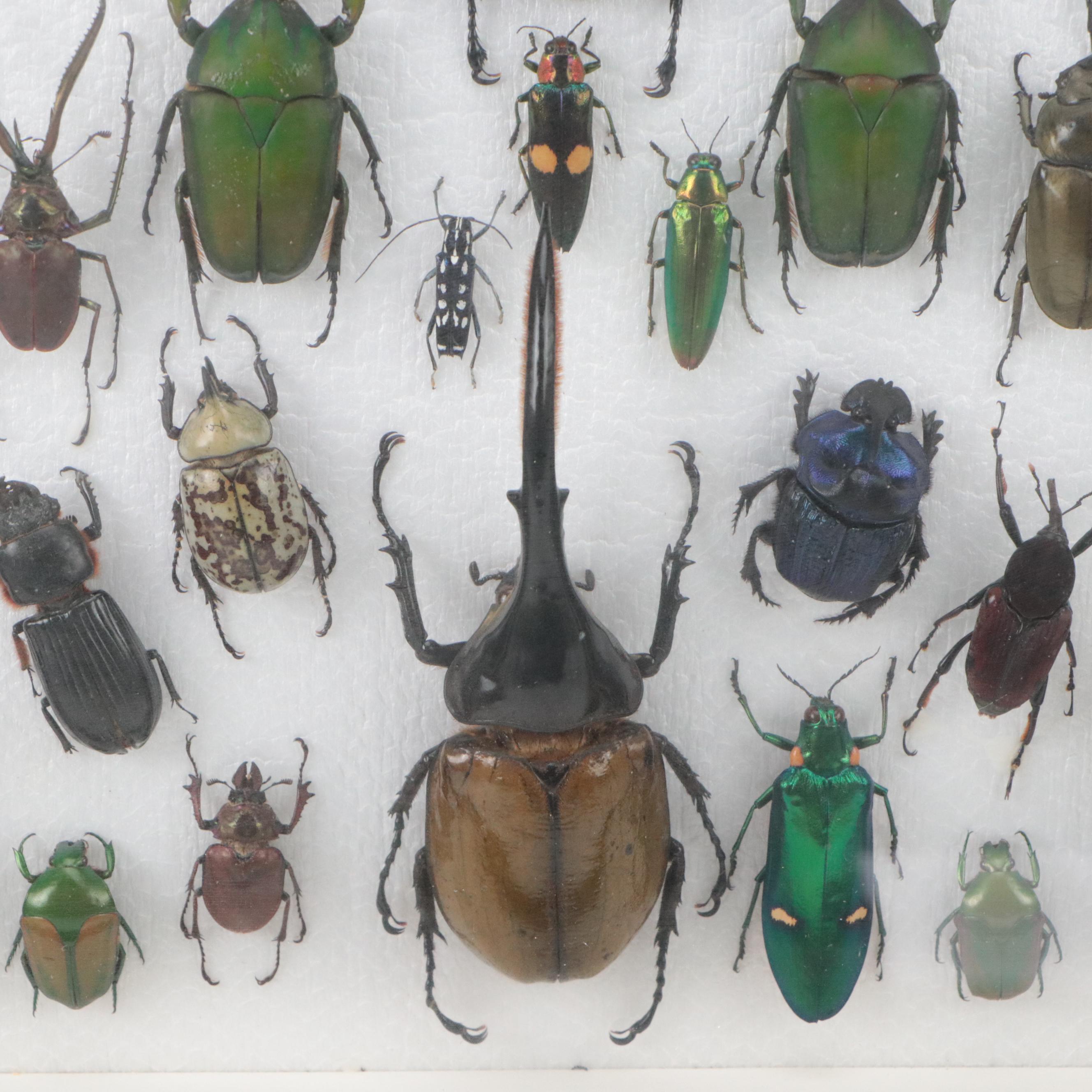 Taxidermy Hercules, Rhinoceros, Unicorn, Other Scarab, Frog-Leg, Jewel Beetles