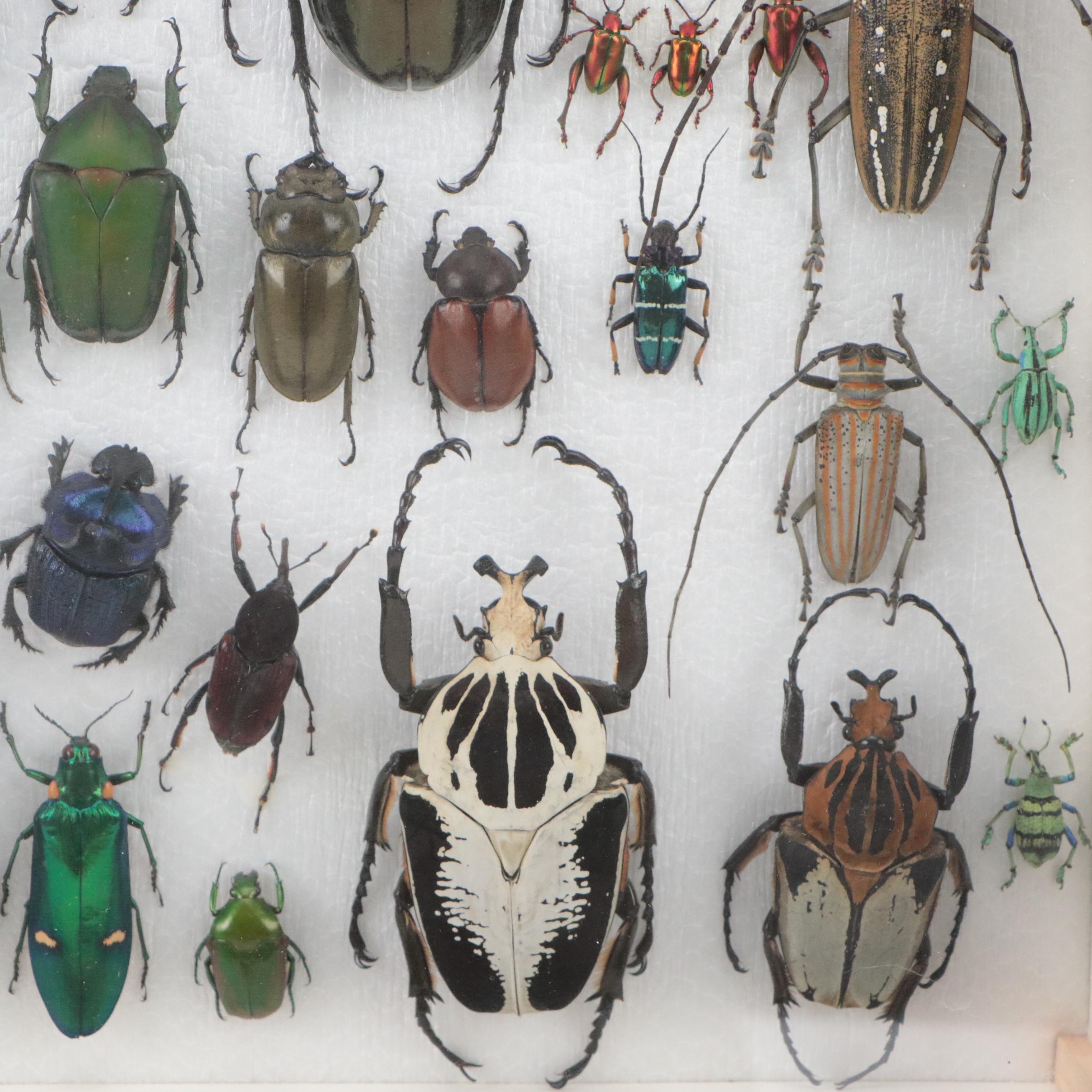 Taxidermy Hercules, Rhinoceros, Unicorn, Other Scarab, Frog-Leg, Jewel Beetles