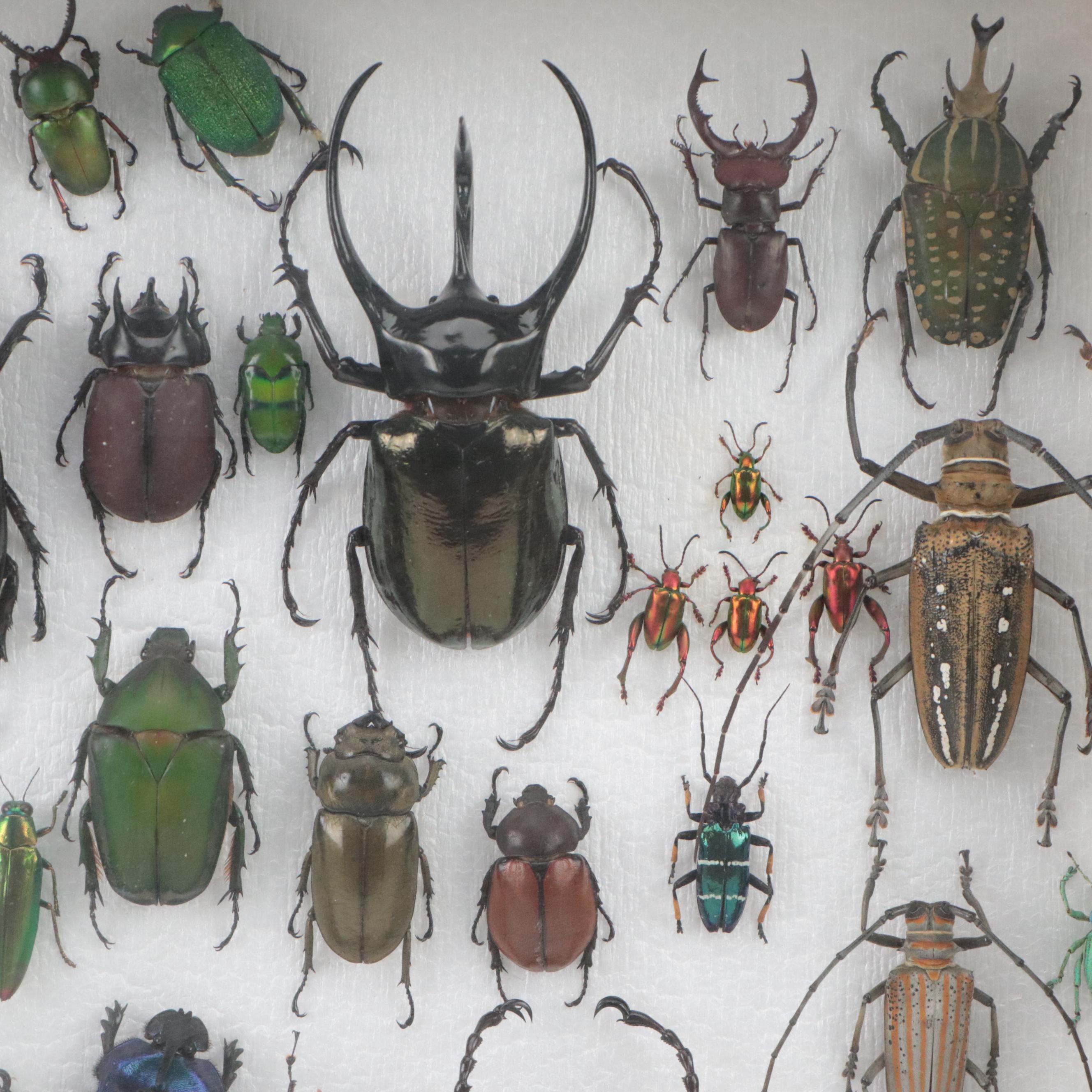 Taxidermy Hercules, Rhinoceros, Unicorn, Other Scarab, Frog-Leg, Jewel Beetles