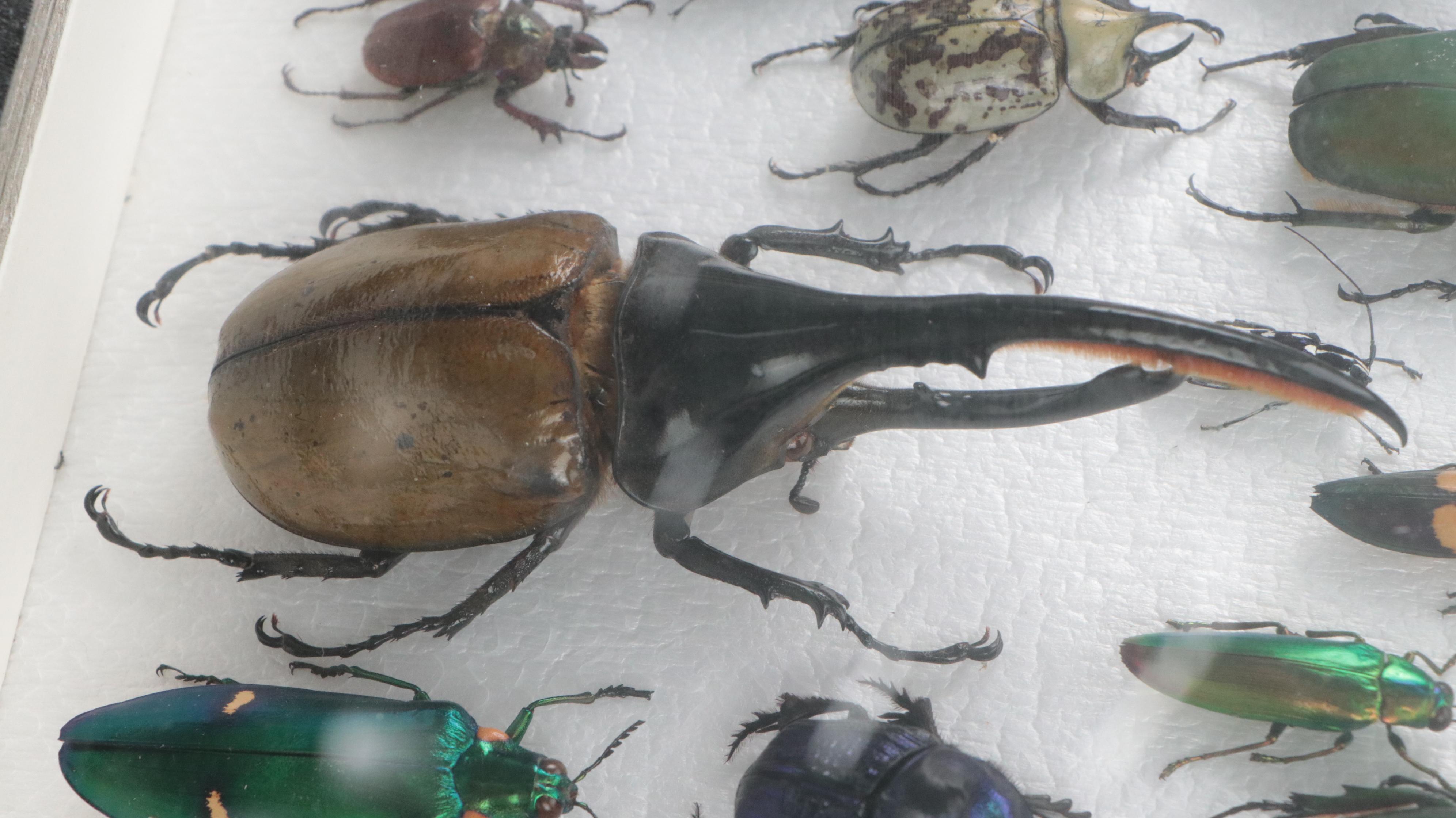 Taxidermy Hercules, Rhinoceros, Unicorn, Other Scarab, Frog-Leg, Jewel Beetles
