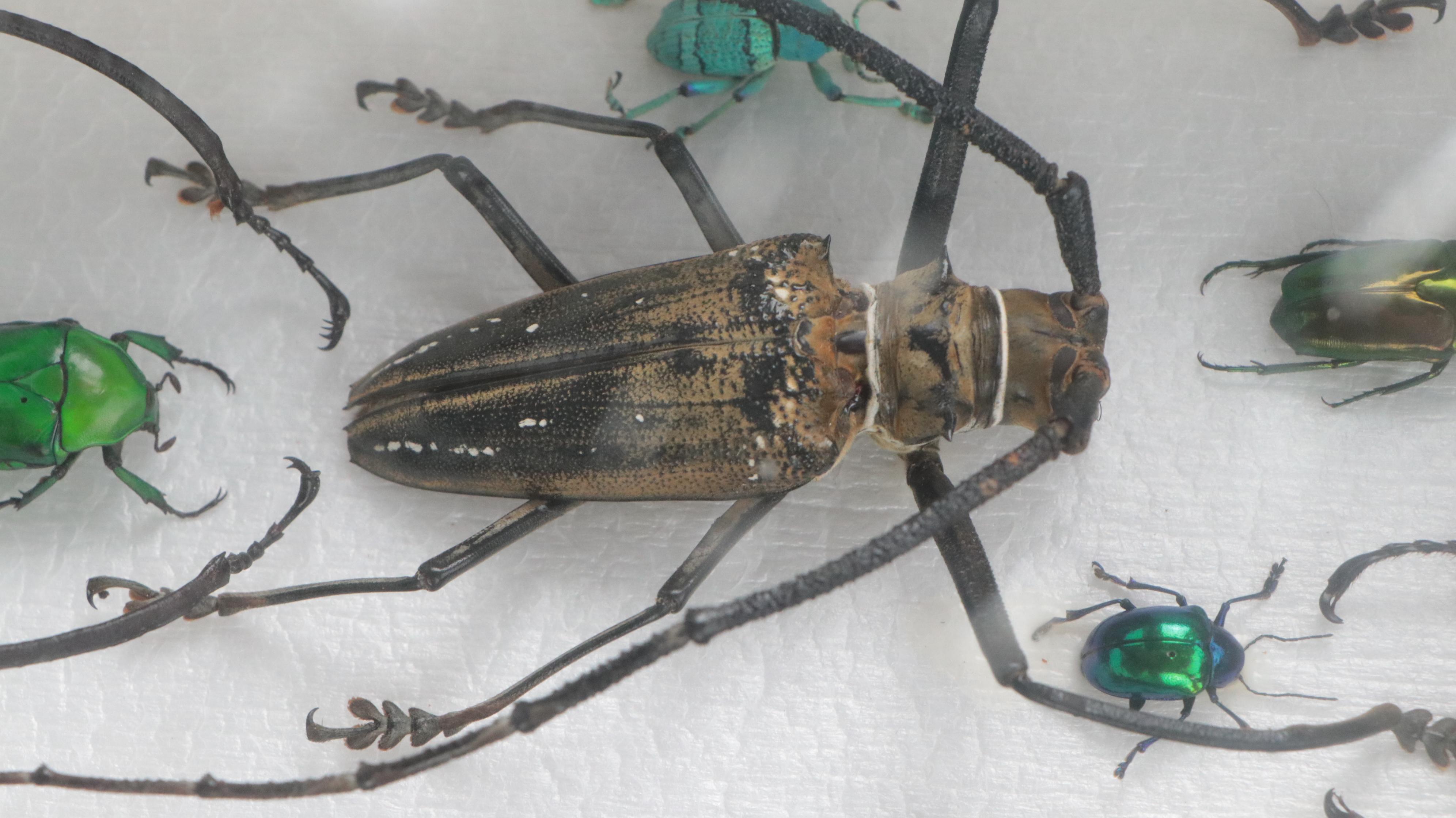 Taxidermy Hercules, Rhinoceros, Unicorn, Other Scarab, Frog-Leg, Jewel Beetles