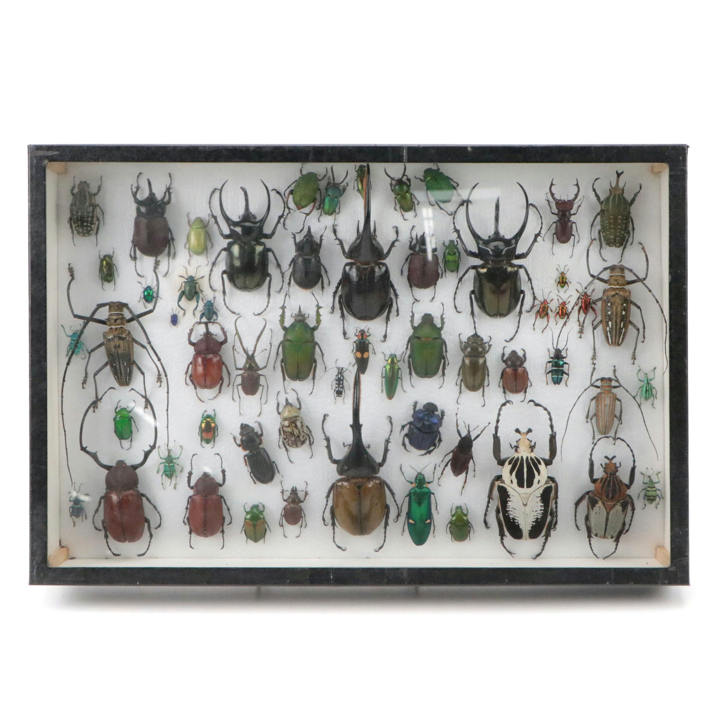 Taxidermy Hercules, Rhinoceros, Unicorn, Other Scarab, Frog-Leg, Jewel Beetles