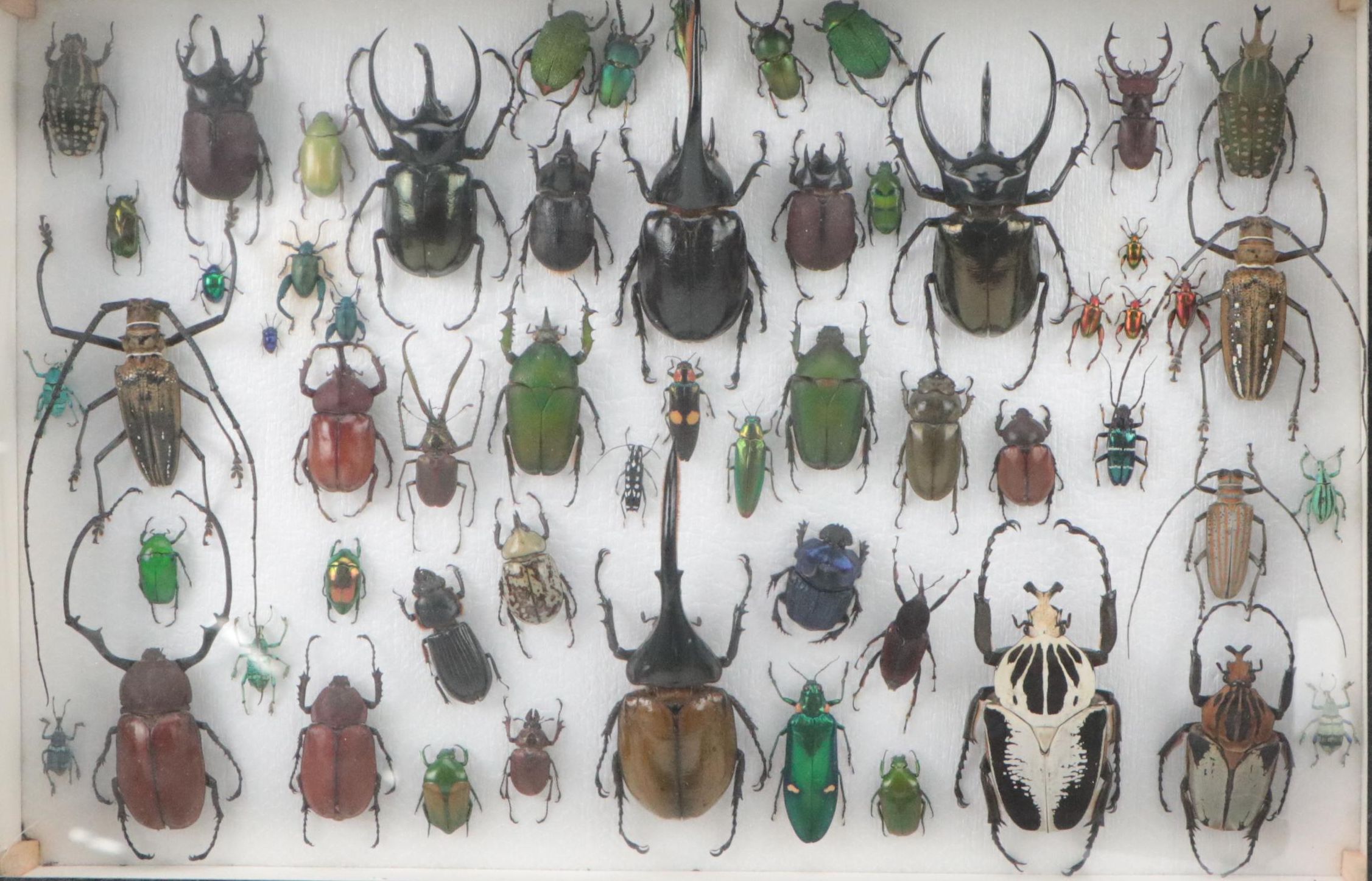 Taxidermy Hercules, Rhinoceros, Unicorn, Other Scarab, Frog-Leg, Jewel Beetles