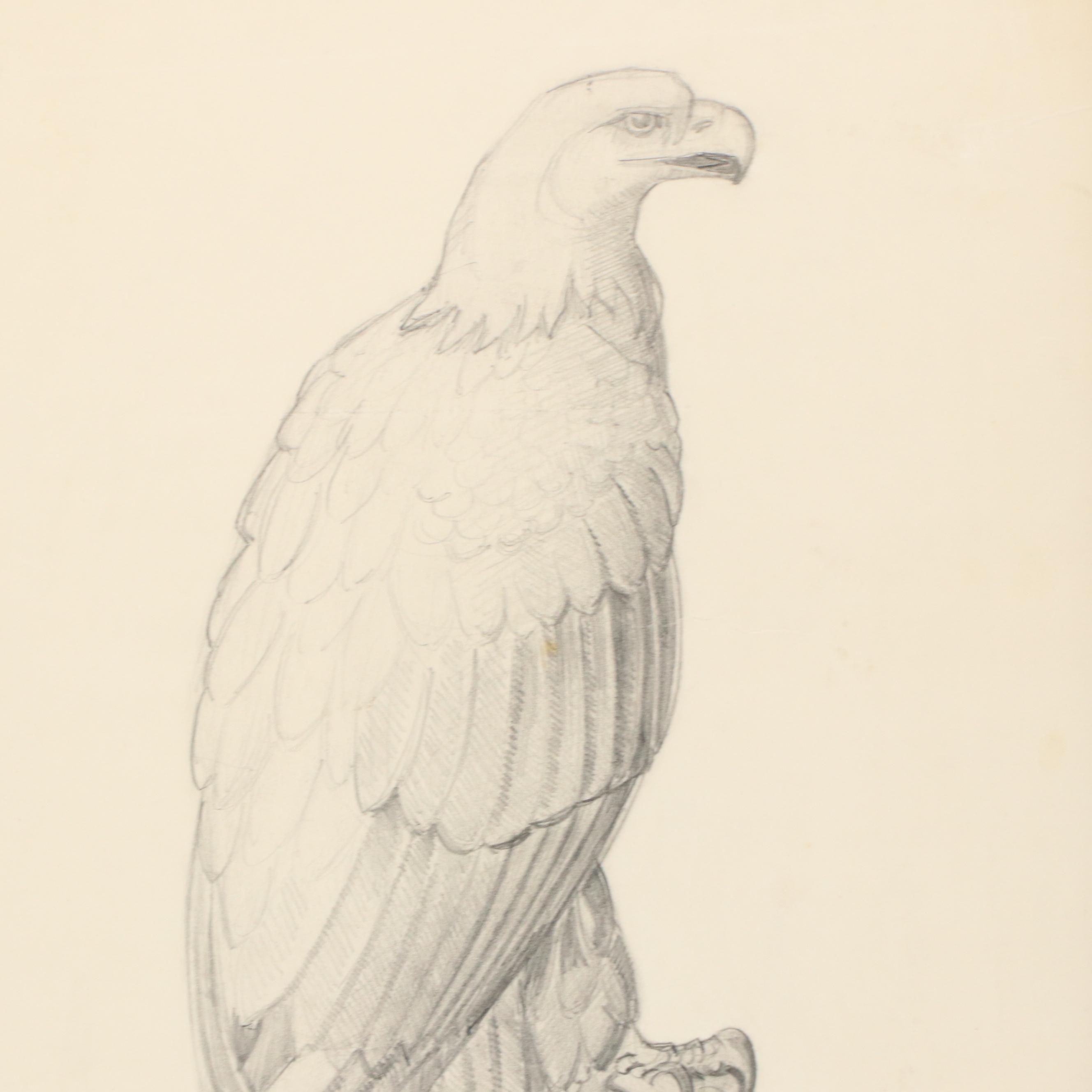 Graphite Drawing "Bald Eagle," 20th Century