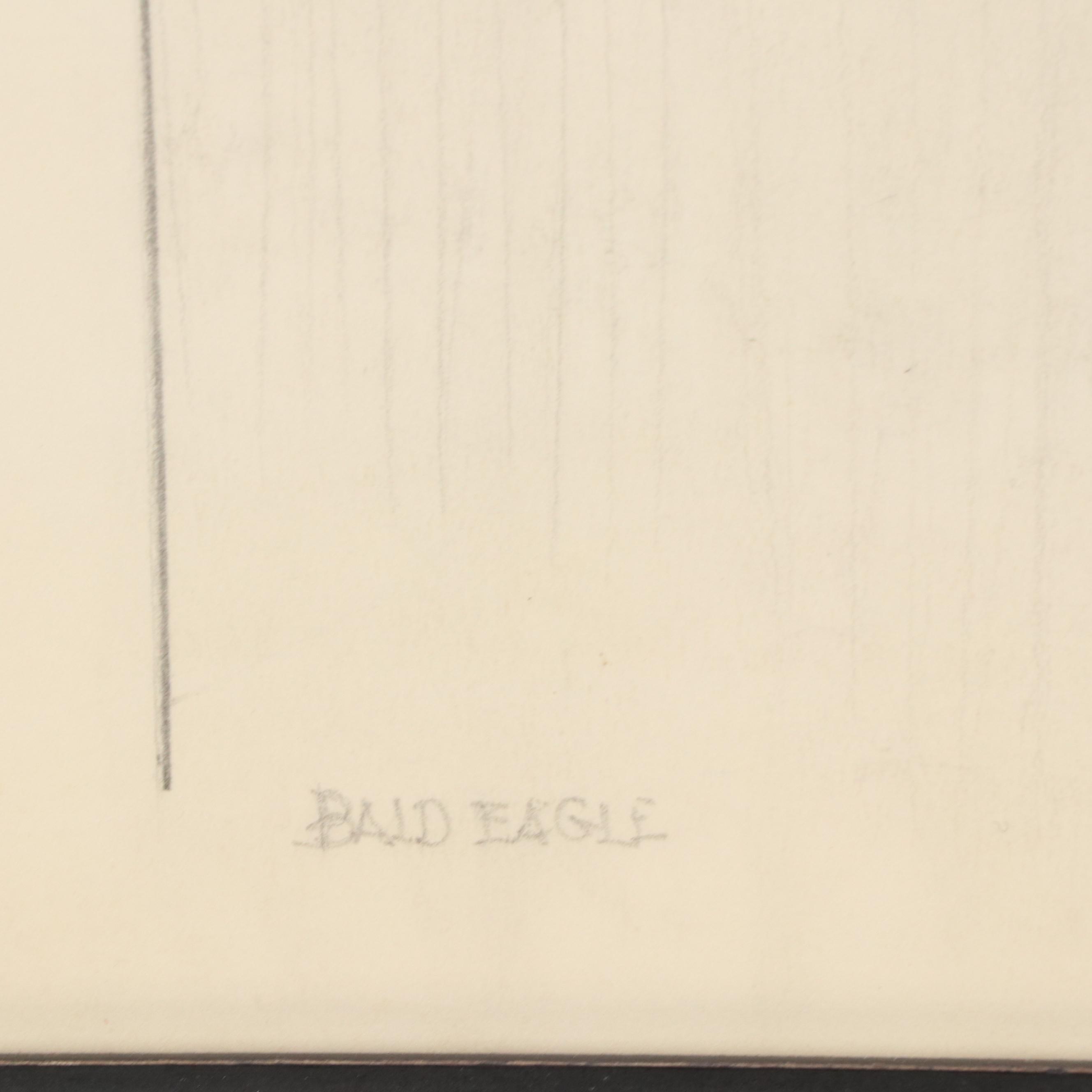 Graphite Drawing "Bald Eagle," 20th Century