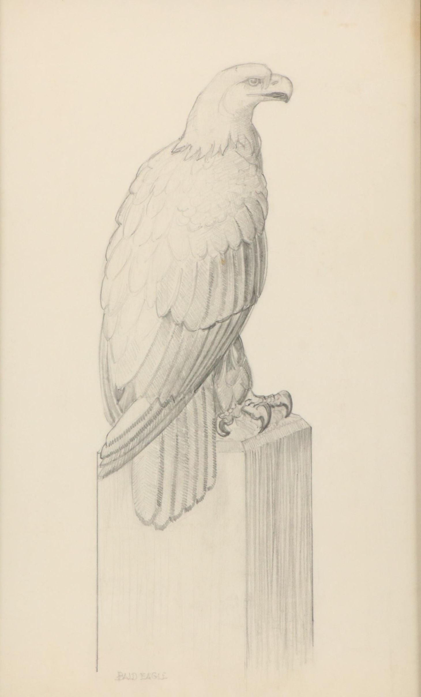 Graphite Drawing "Bald Eagle," 20th Century