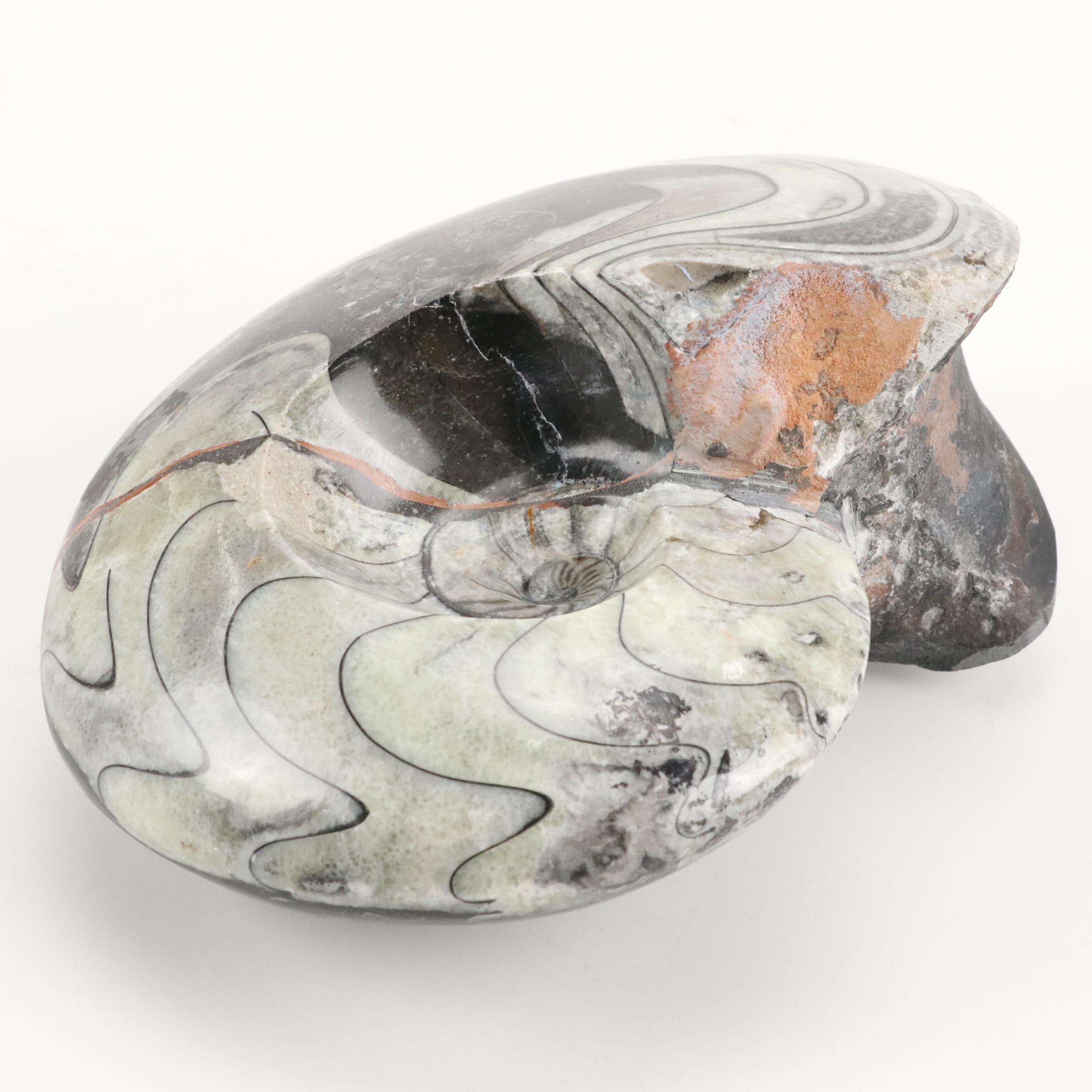 Polished Ammonite Fossil