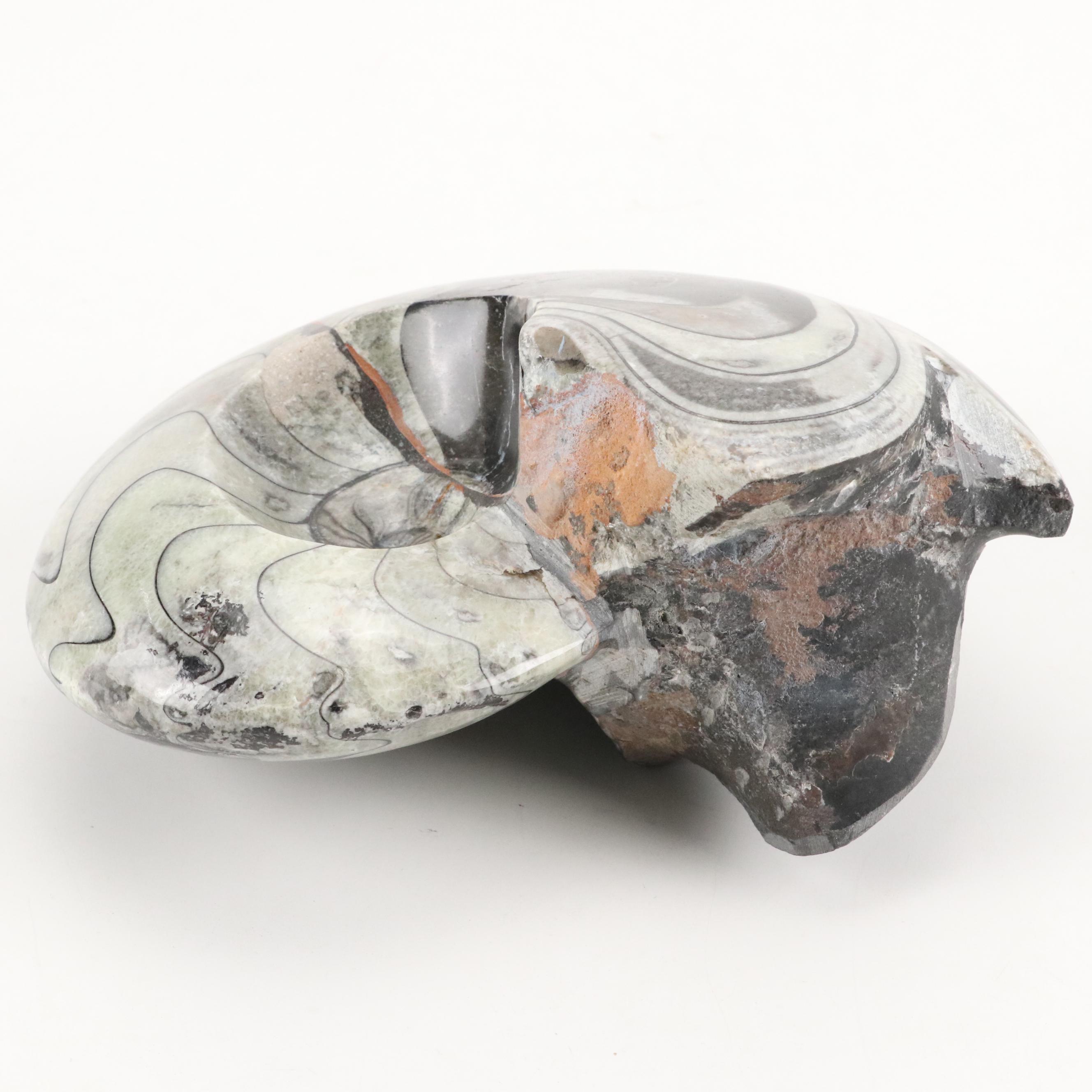 Polished Ammonite Fossil