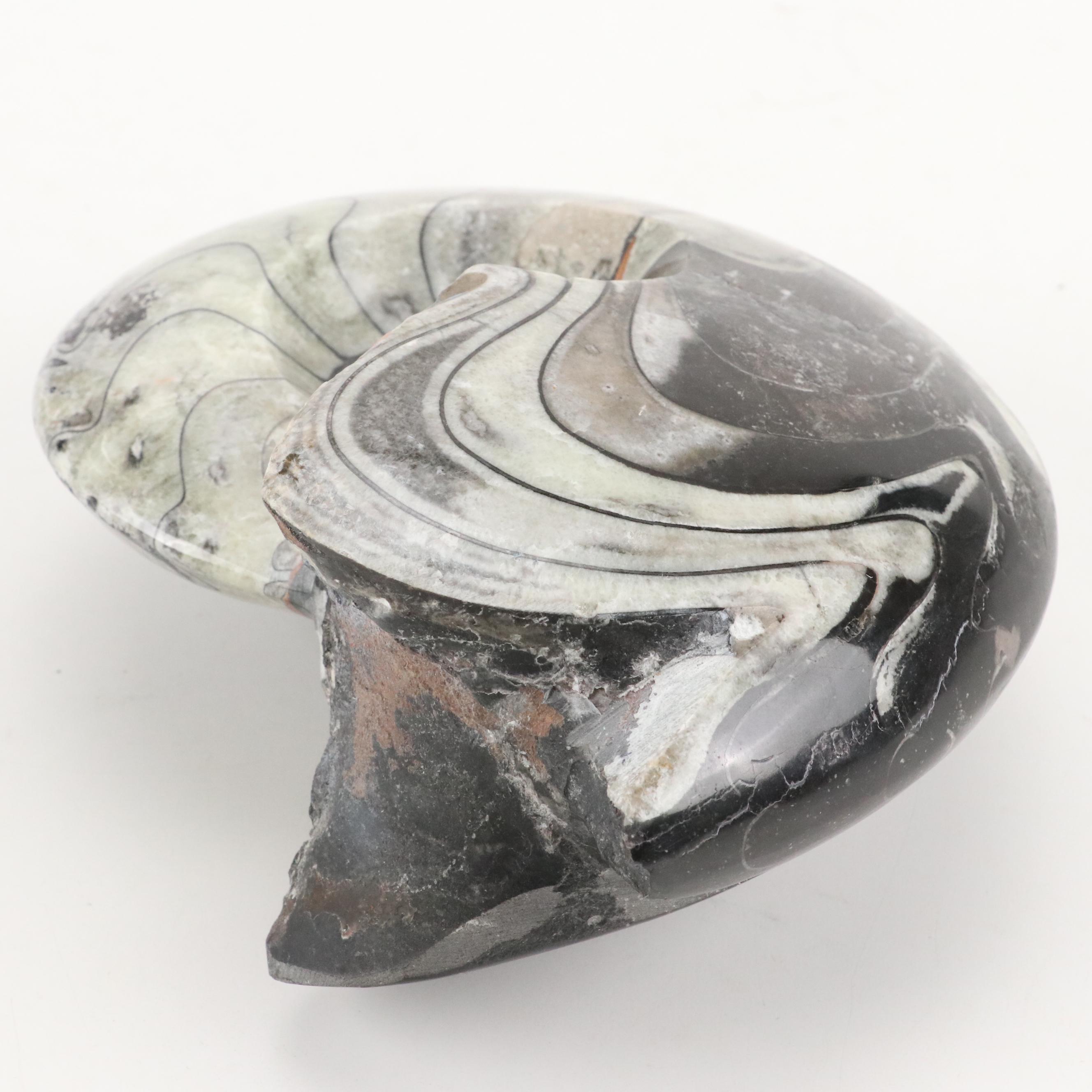 Polished Ammonite Fossil