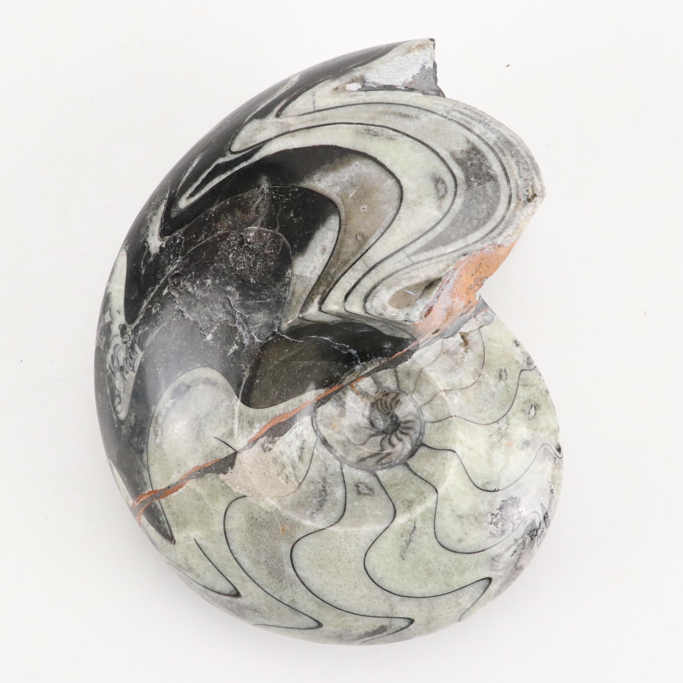 Polished Ammonite Fossil