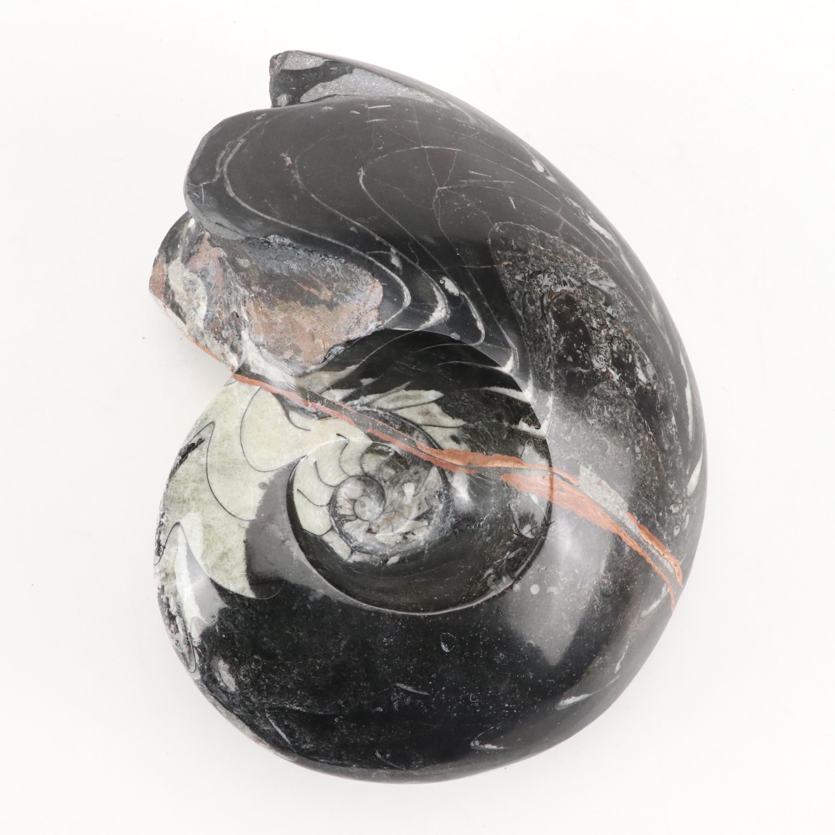 Polished Ammonite Fossil