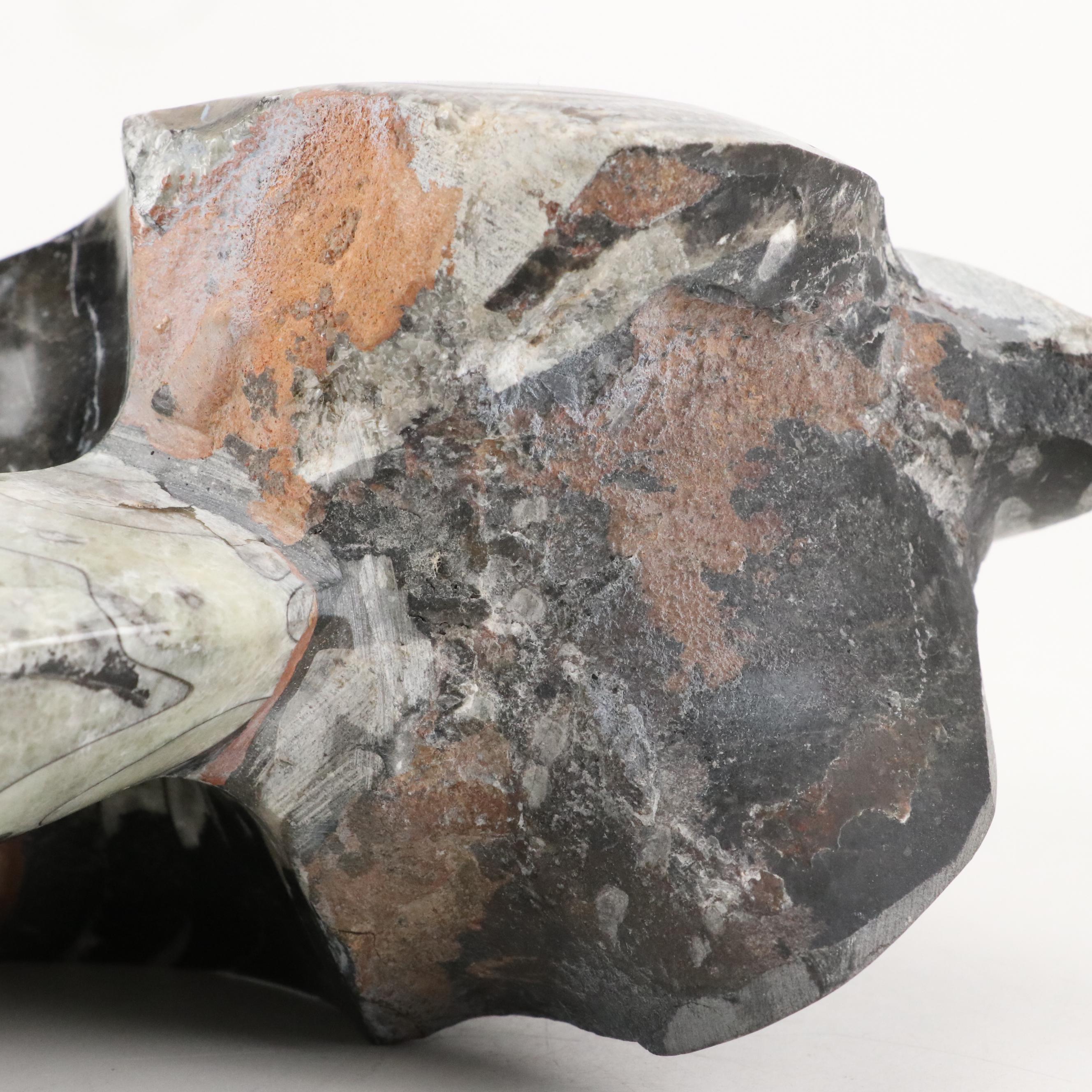 Polished Ammonite Fossil